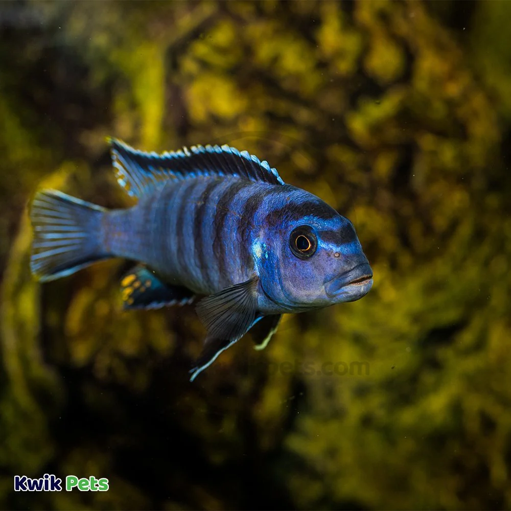 Acurel F Aquarium Water Clarifier 25 ml - Image 5