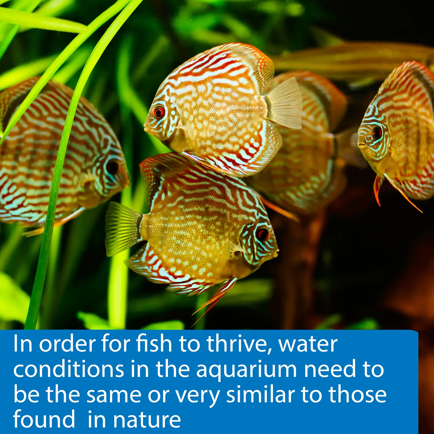 API 5-in-1 Freshwater Aquarium Test Strip 4 Count - Image 4
