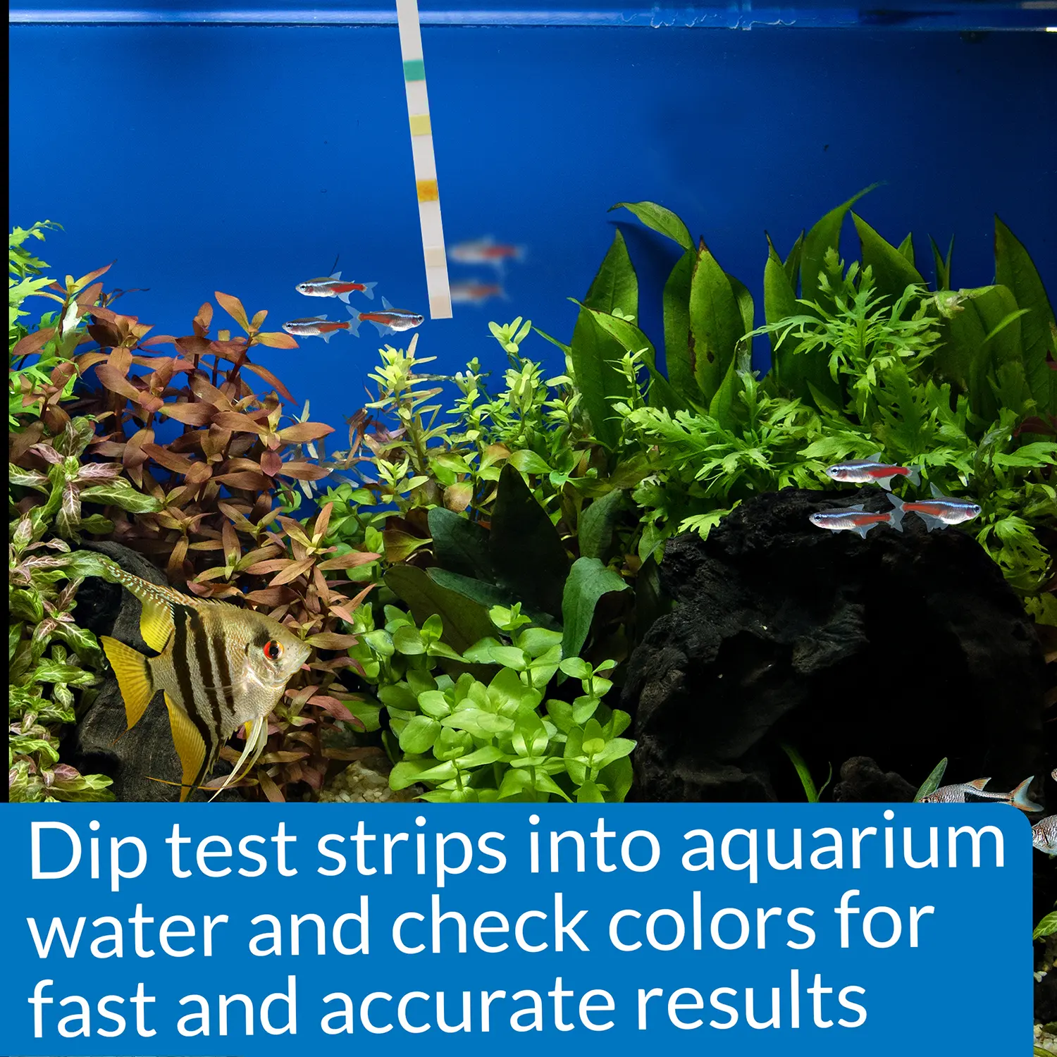 API 5-in-1 Freshwater Aquarium Test Strip 4 Count - Image 7