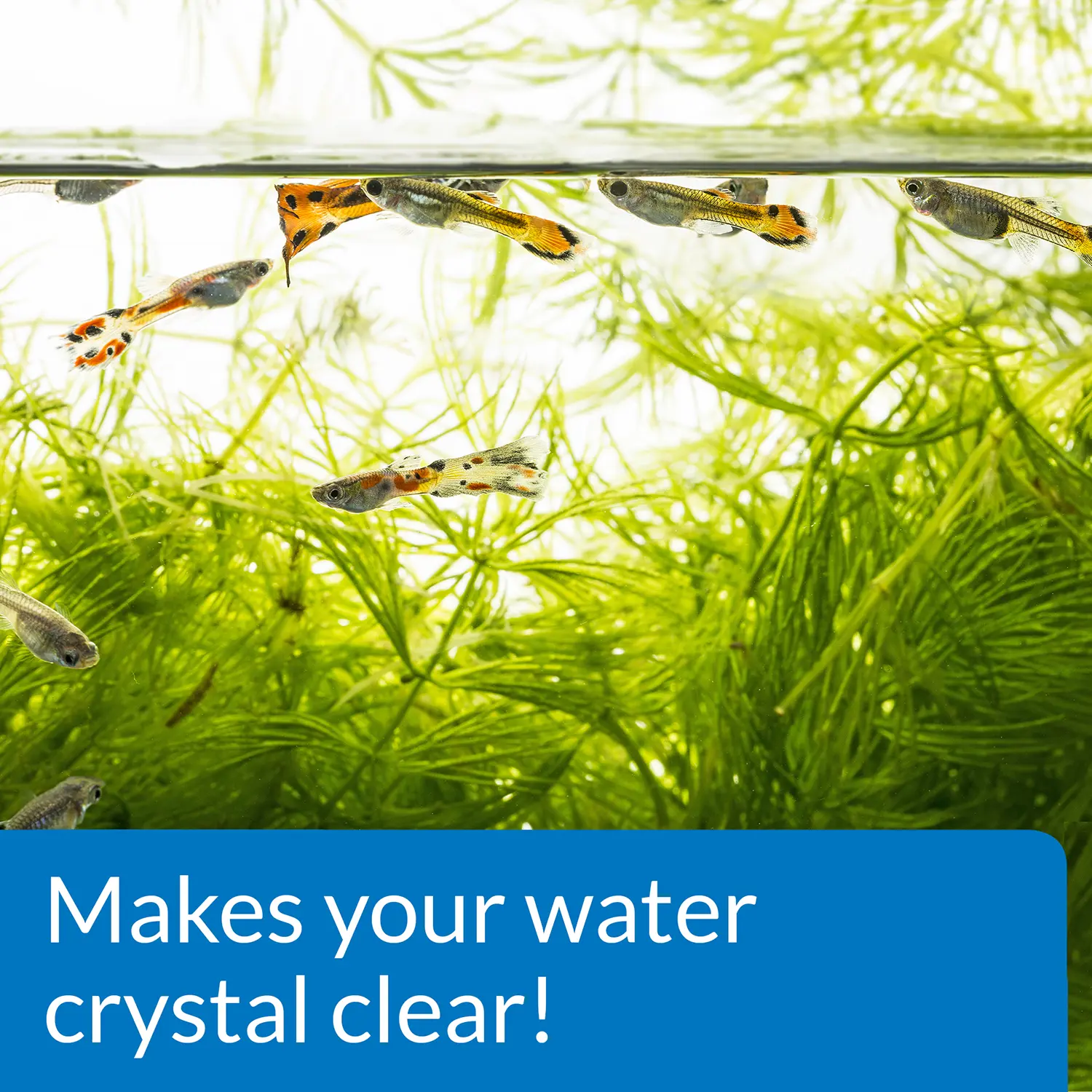 API Accu-Clear Aquarium Water Clarifier 8-oz - Image 4