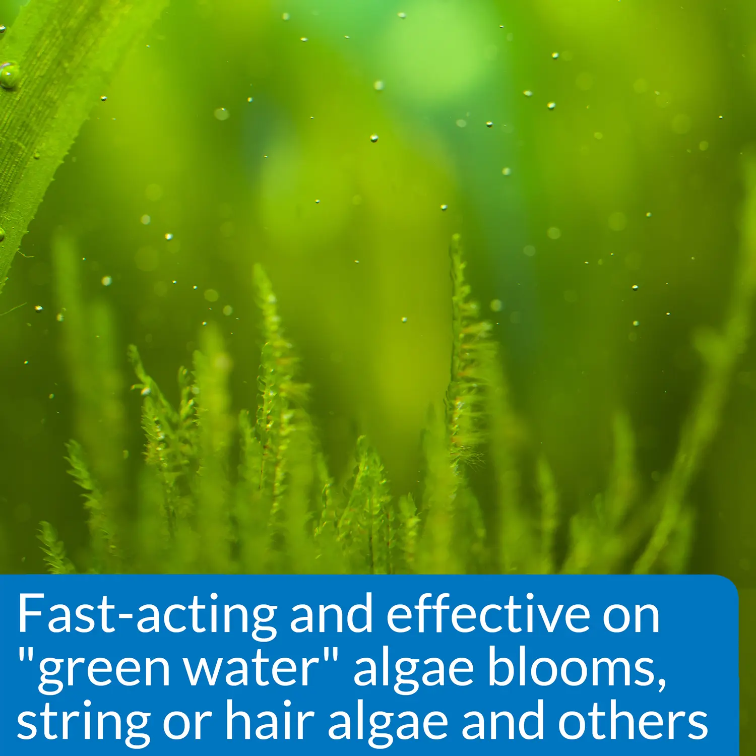 API AlgaeFix Freshwater Aquarium Algaecide 4-oz - Image 3