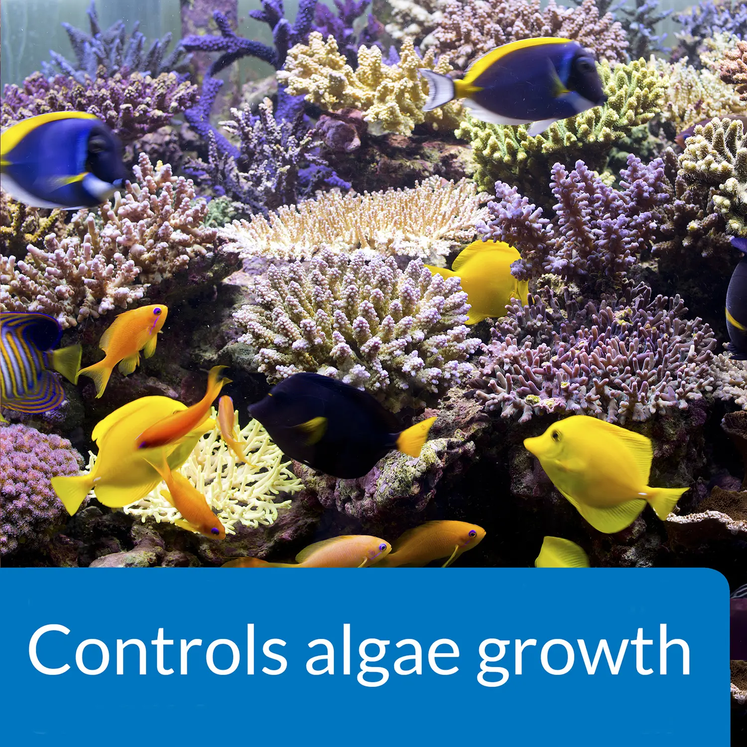API AlgaeFix Marine Aquarium Algaecide 16-oz - Image 3