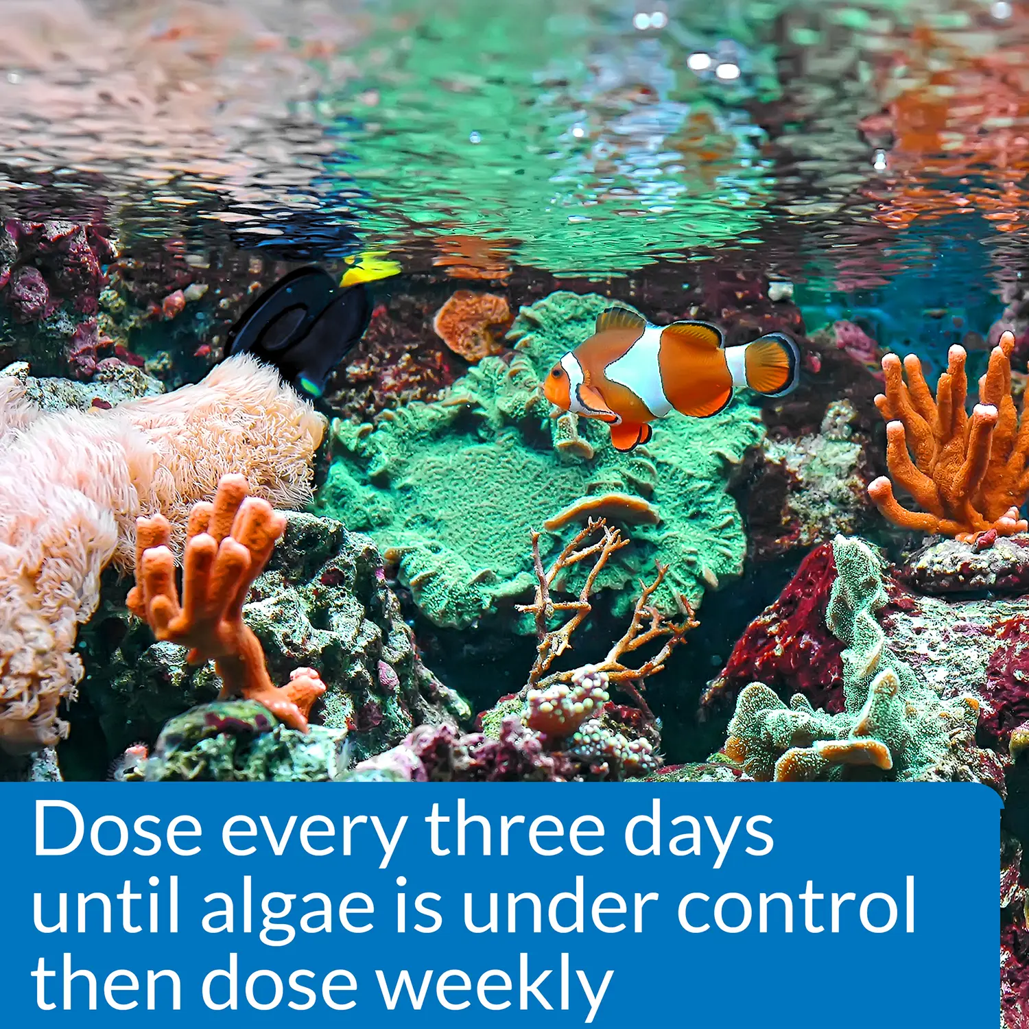 API AlgaeFix Marine Aquarium Algaecide 16-oz - Image 5
