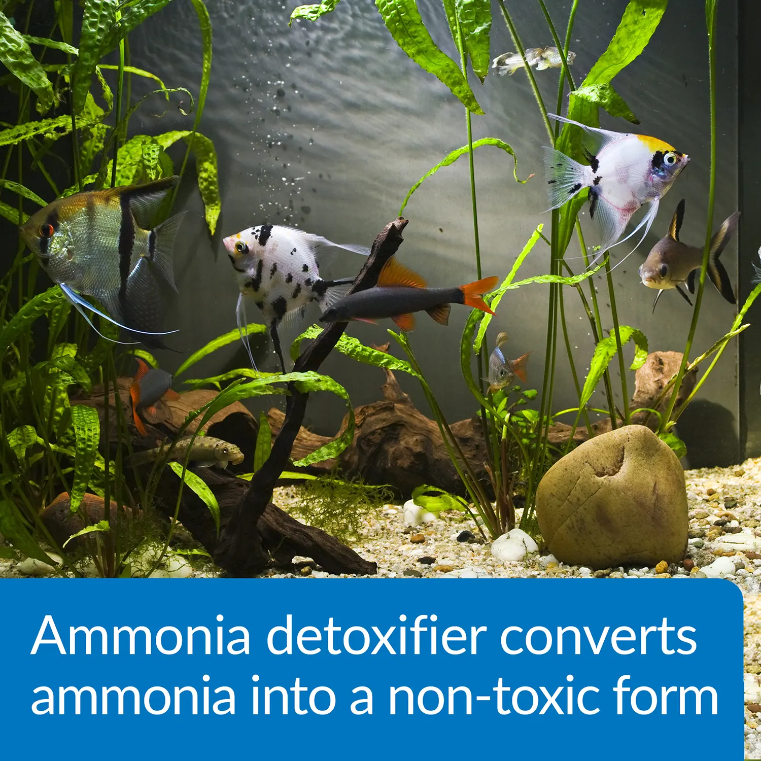 API Ammo-Lock Freshwater & Saltwater Aquarium Ammonia Detoxifier 8-oz - Image 2