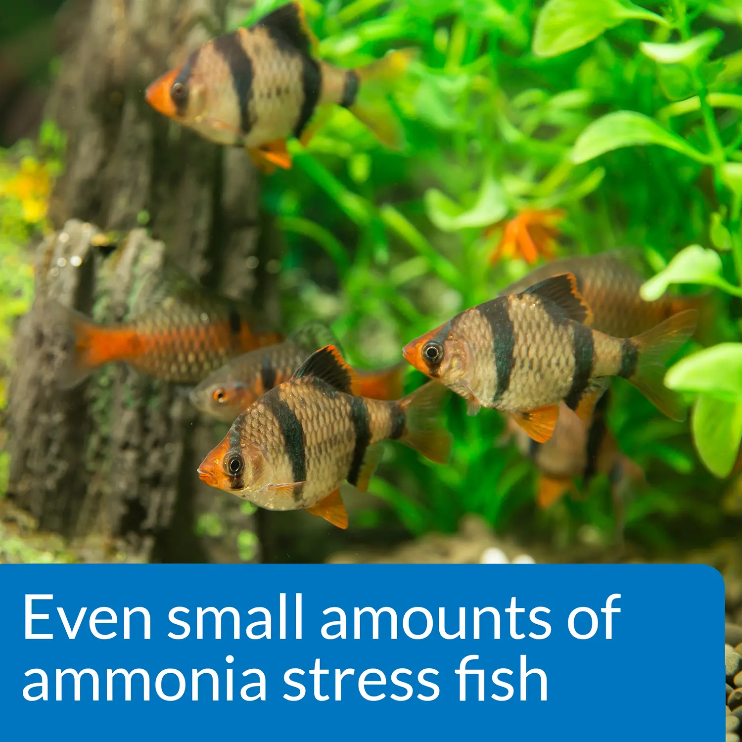 API Ammonia Test Kit for Freshwater & Saltwater Aquarium 130 Count - Image 3