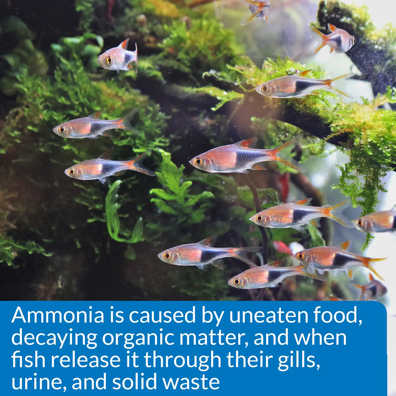 API Ammonia Test Kit for Freshwater & Saltwater Aquarium 130 Count - Image 6