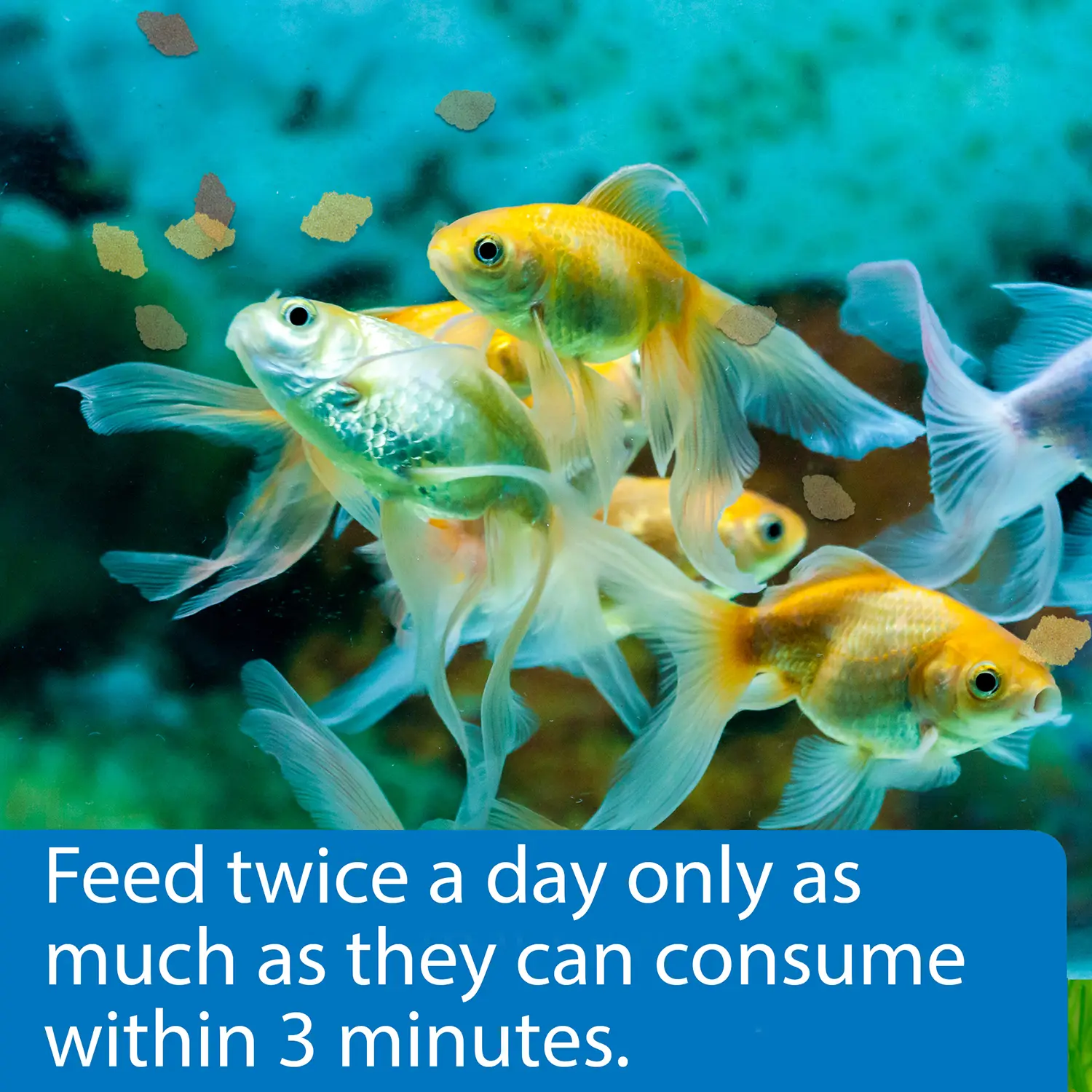 API Goldfish Premium Flakes Fish Food 5.7-oz - Image 5