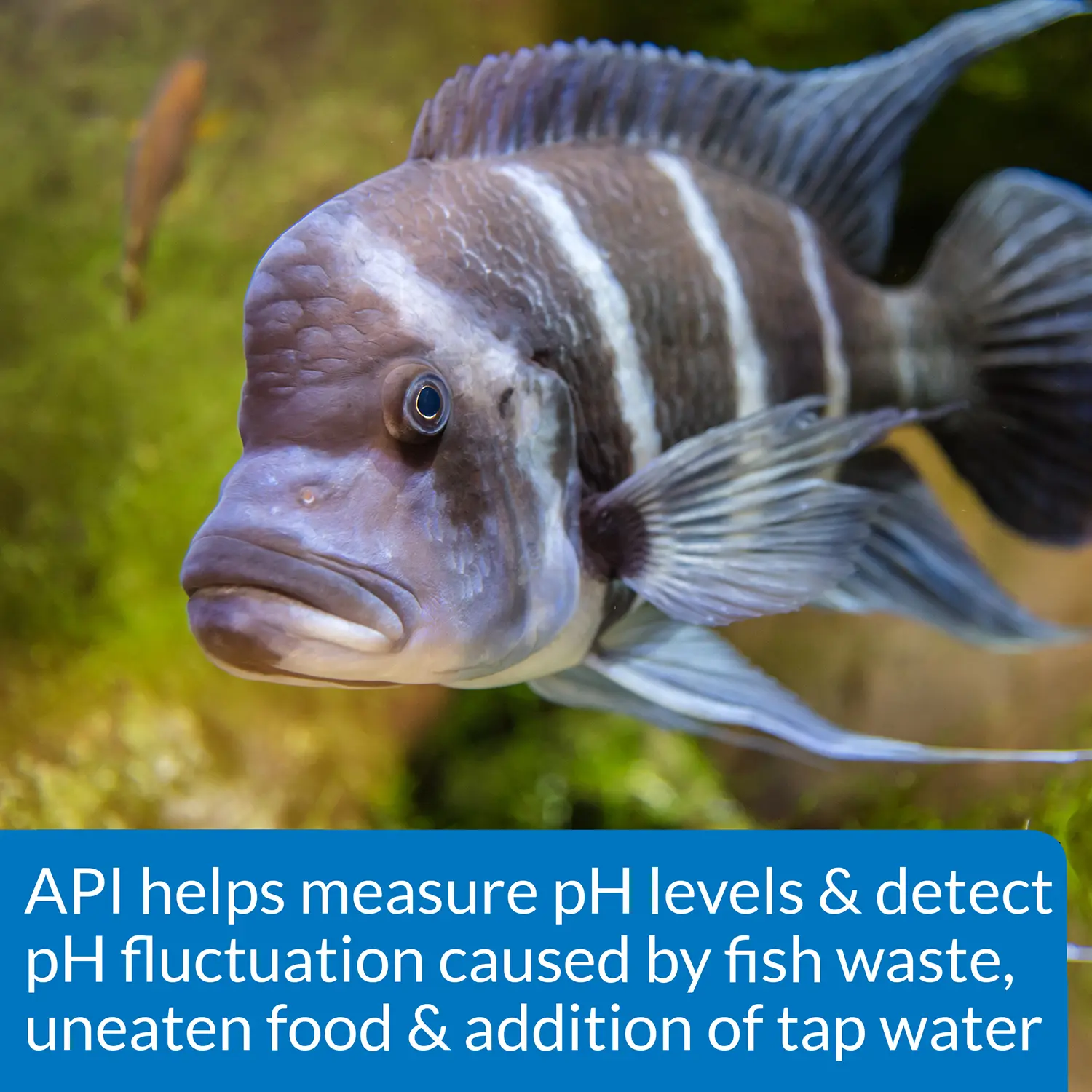 API High Range pH Test Kit for Freshwater & Saltwater Aquarium 160 Count - Image 4