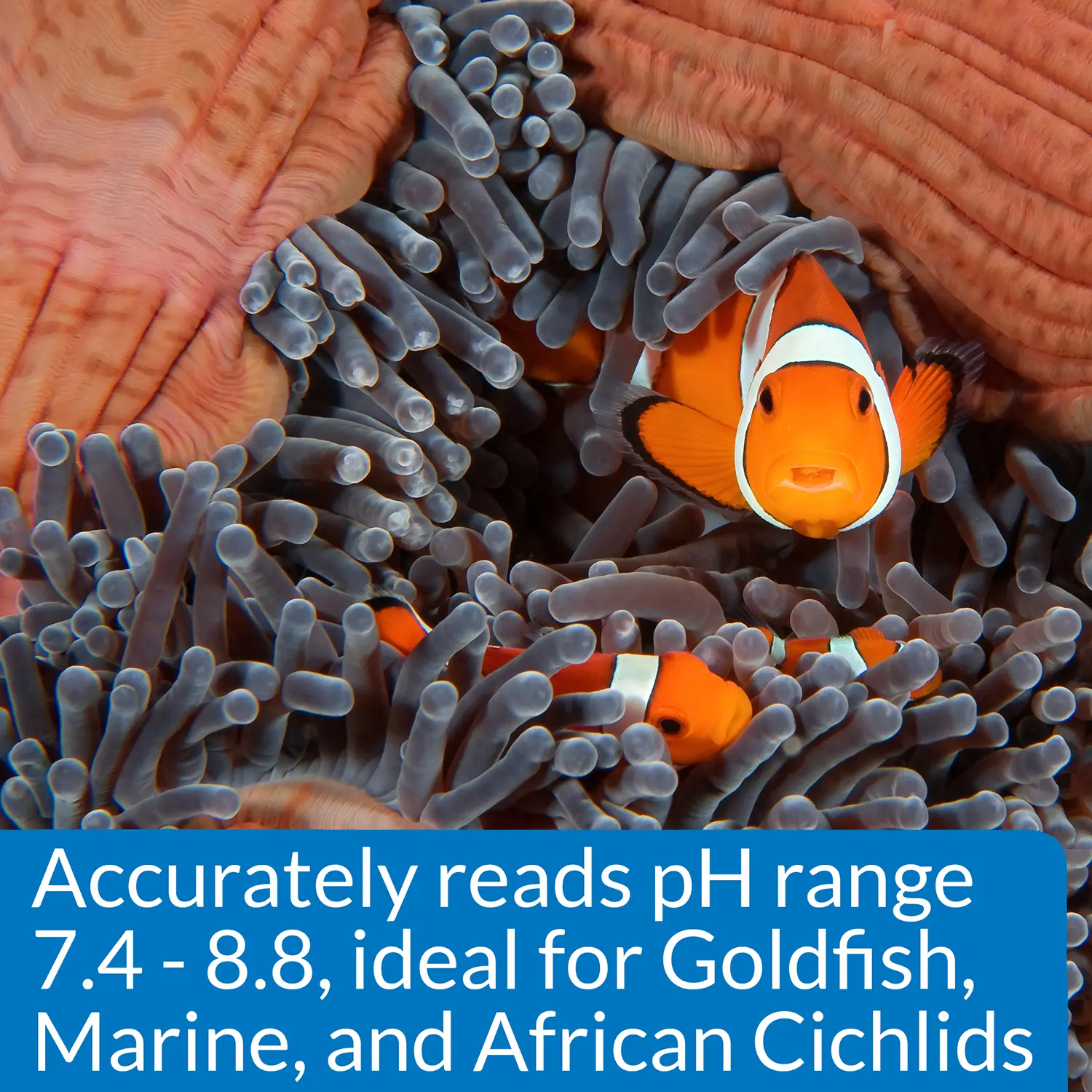 API High Range pH Test Kit for Freshwater & Saltwater Aquarium 160 Count - Image 5