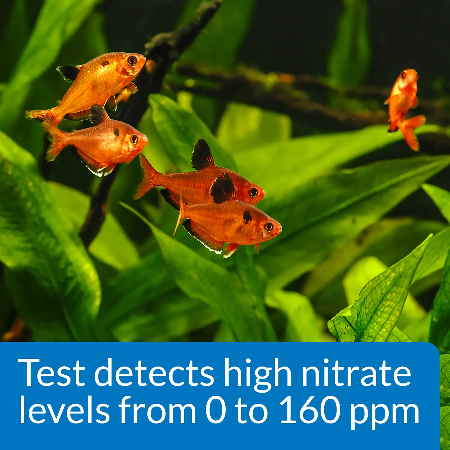 API Nitrate Test Kit for Freshwater & Saltwater Aquarium 90 Count - Image 4