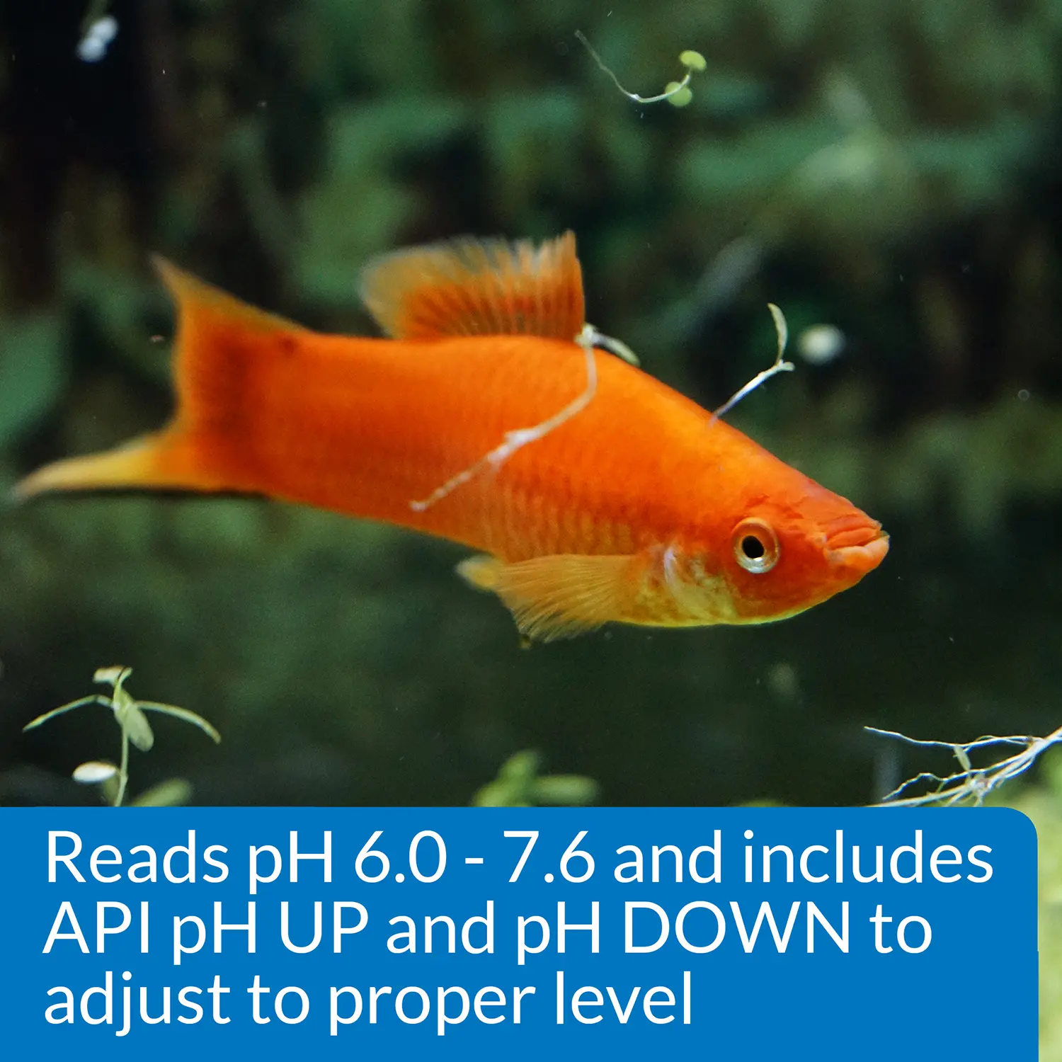 API pH Test & Adjuster Kit for Freshwater Aquarium - Image 3