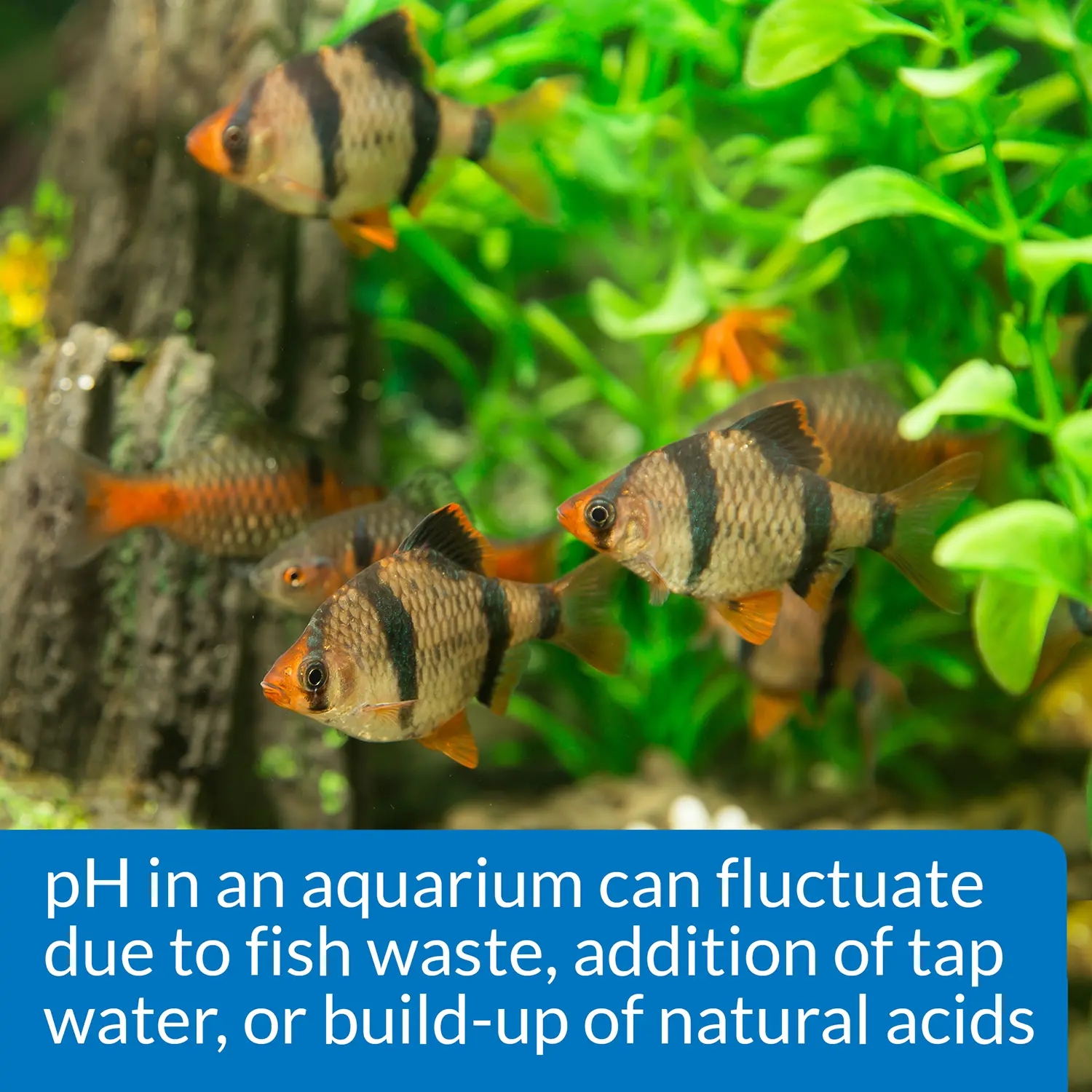 API pH Test & Adjuster Kit for Freshwater Aquarium - Image 4
