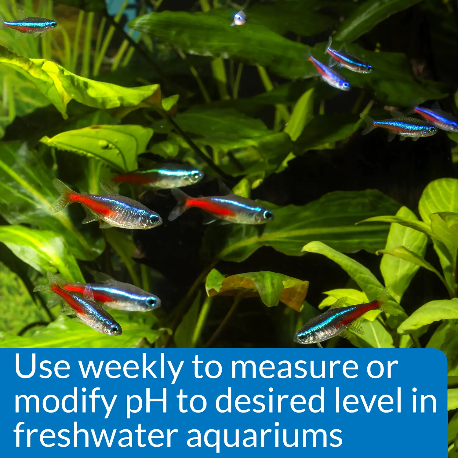 API pH Test & Adjuster Kit for Freshwater Aquarium - Image 6