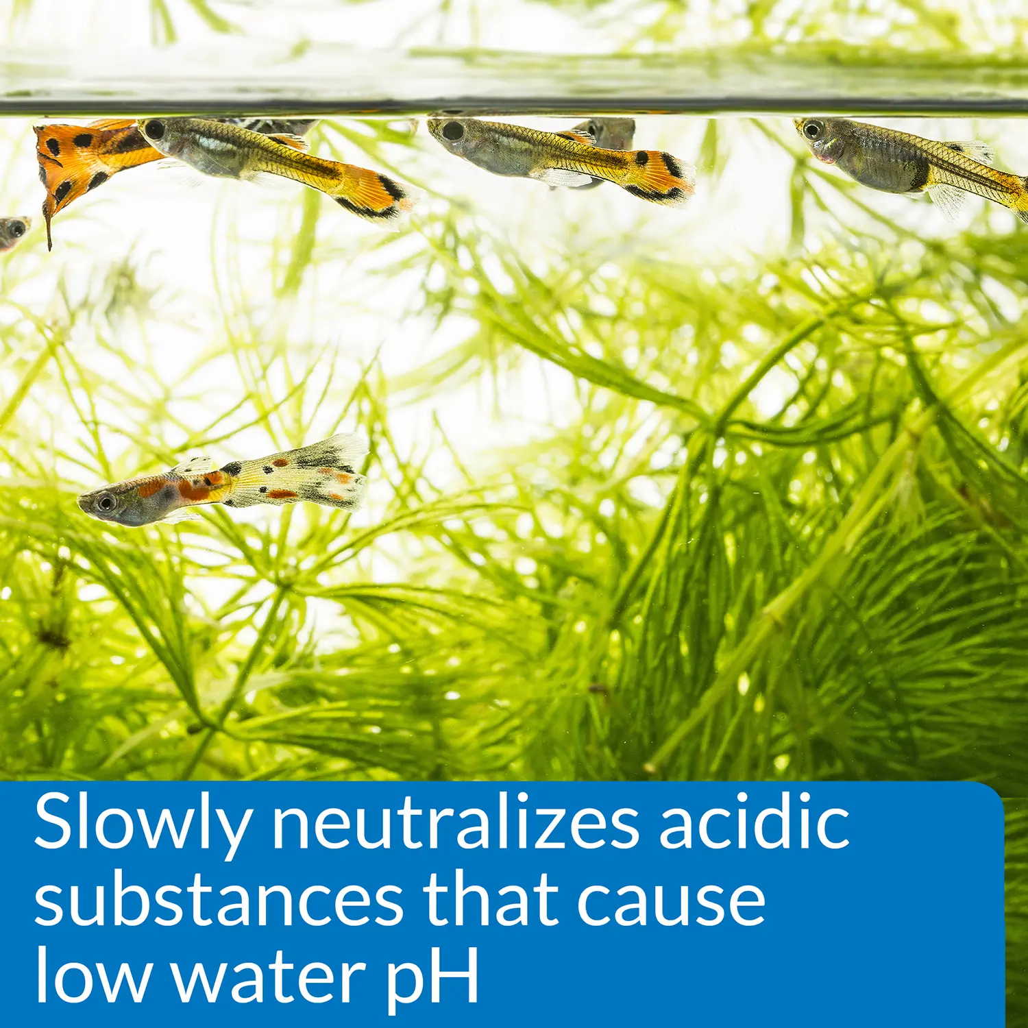 API pH Up Freshwater Aquarium Water Treatment 4-oz - Image 4