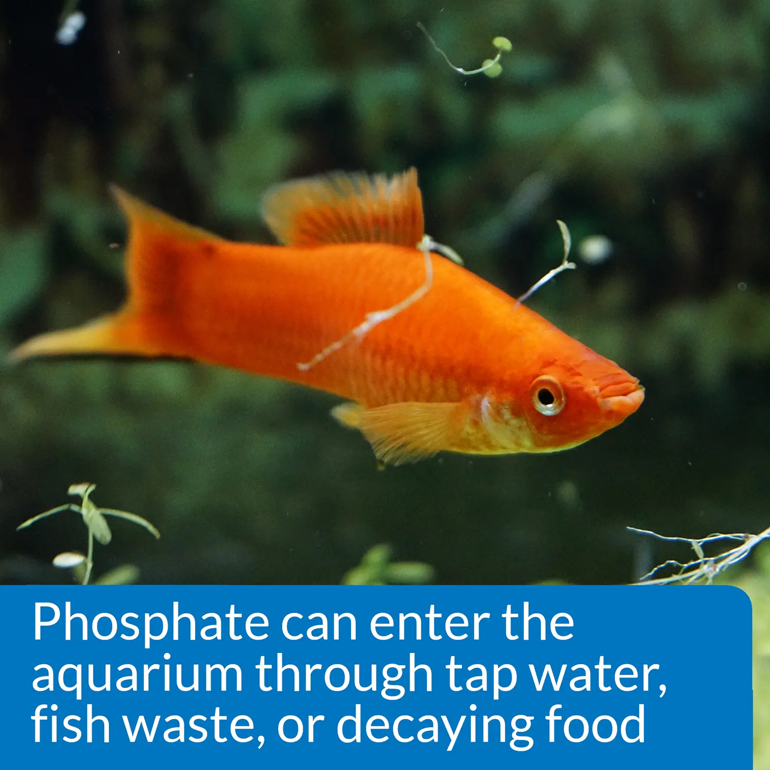 API Phosphate Test Kit Freshwater & Saltwater Aquarium 150 Count - Image 6