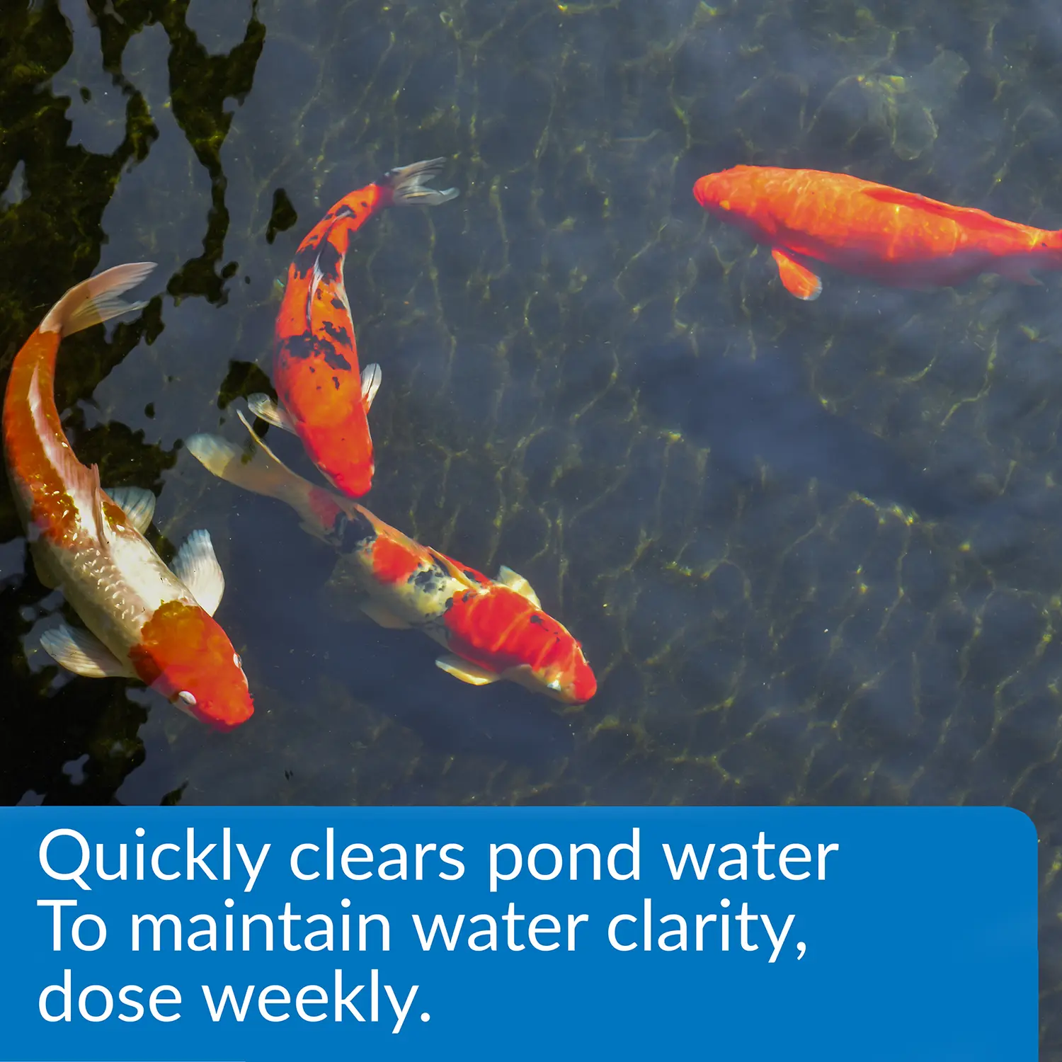 API Pond Accu-Clear Aquarium Water Clarifier 16-oz - Image 3