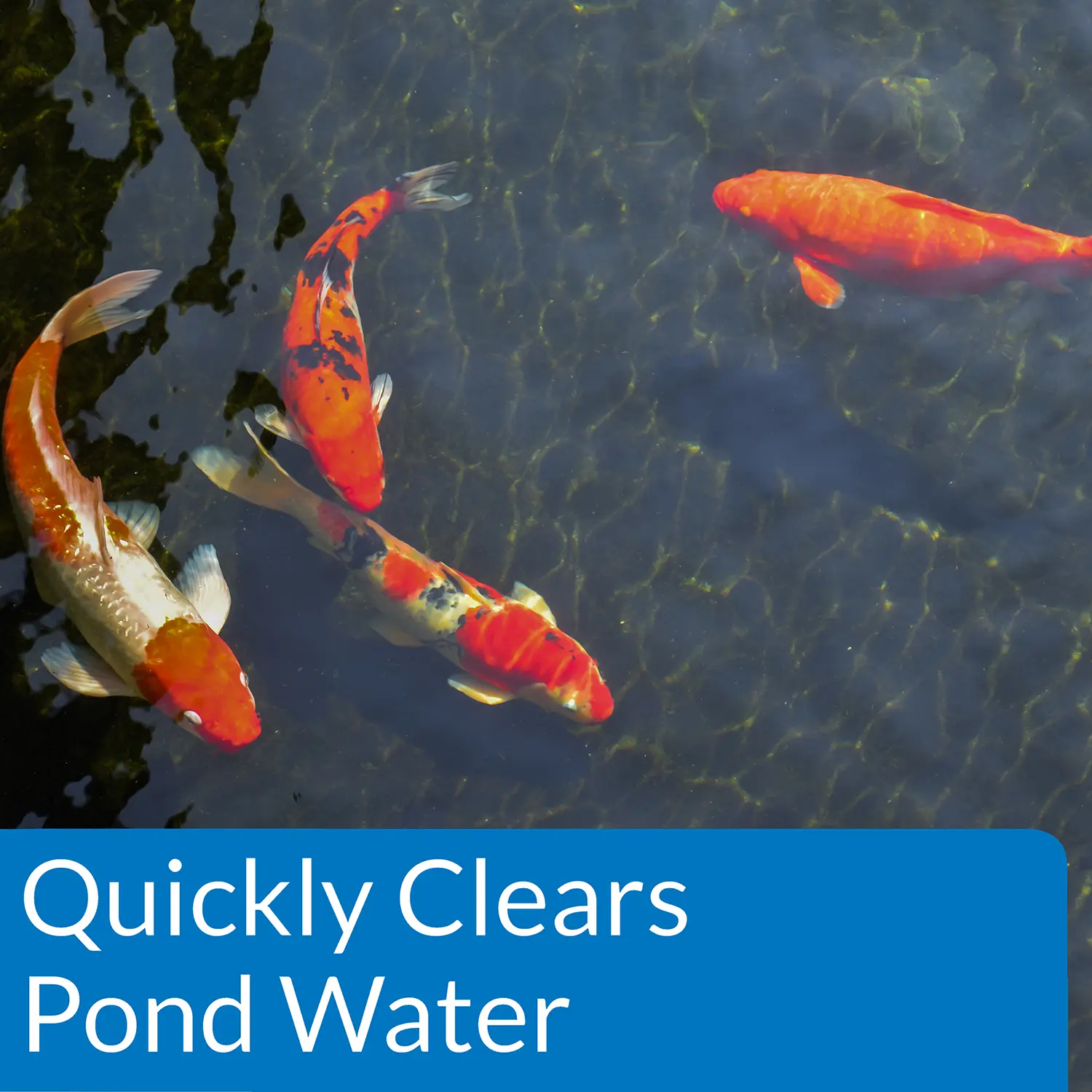 API Pond Accu-Clear Aquarium Water Clarifier 16-oz - Image 4
