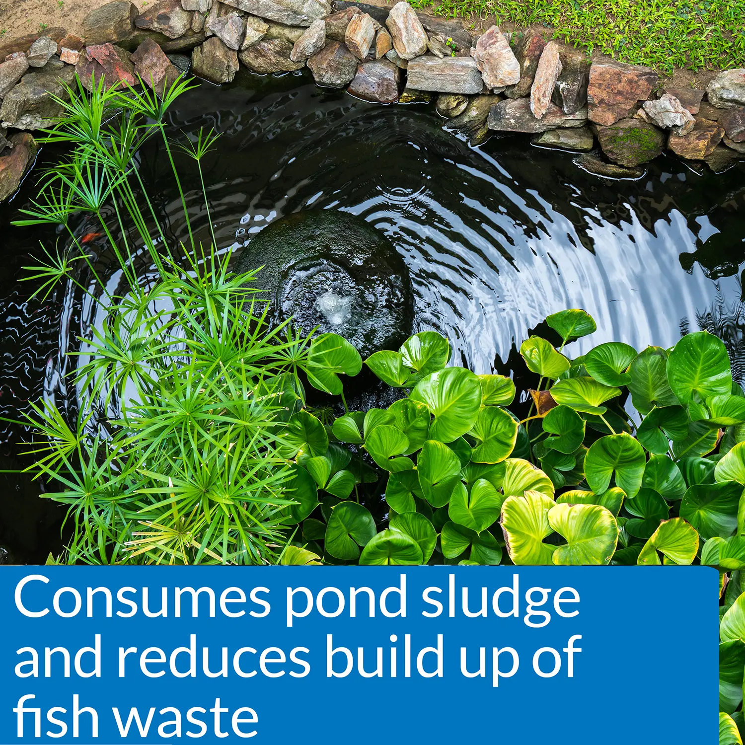 API Pond-Zyme Sludge Destroyer Pond Sludge Remover 1-lb - Image 2