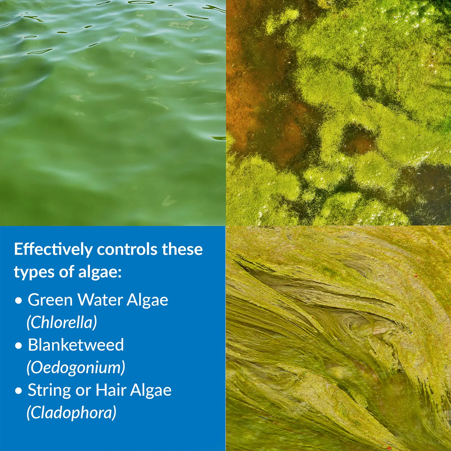 API Pond AlgaeFix Algae Control Solution 64-oz - Image 4