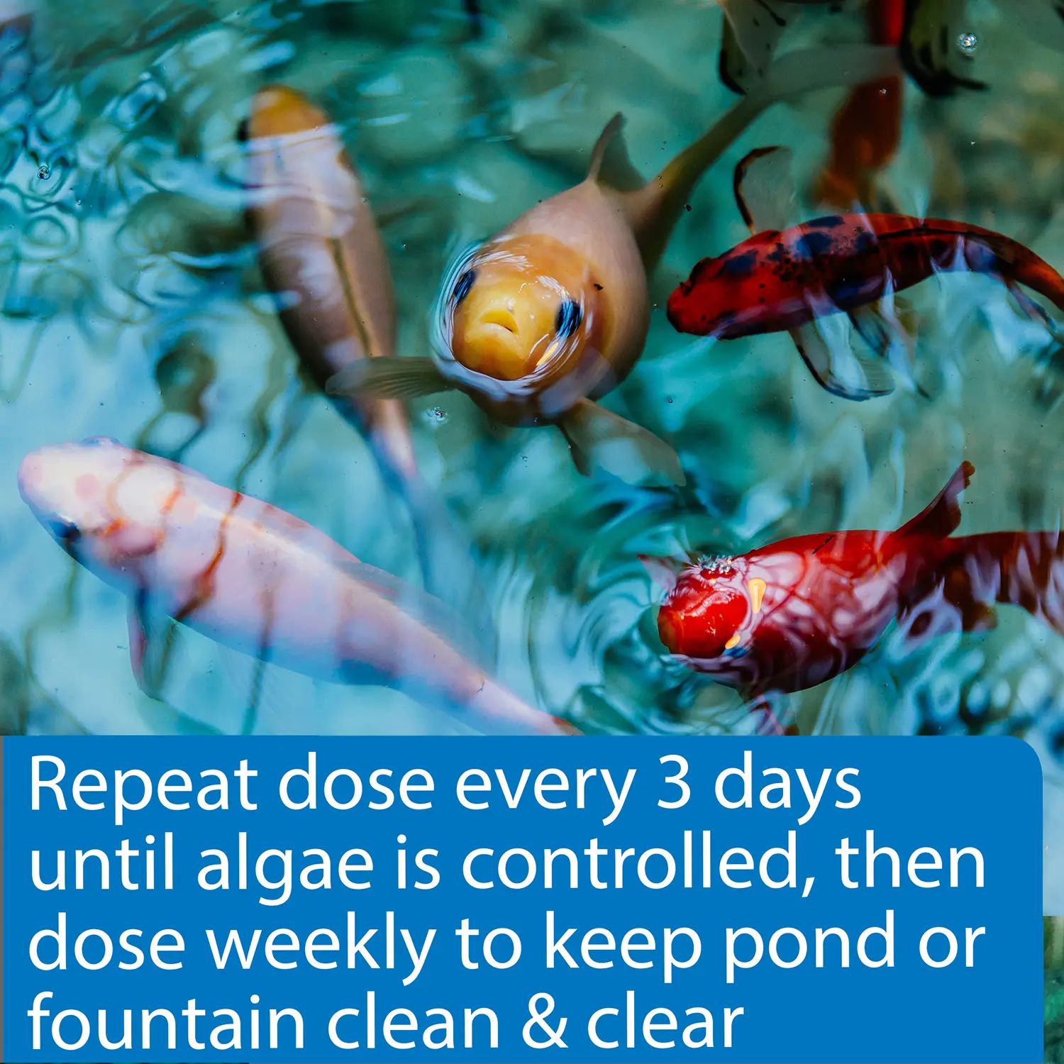 API Pond AlgaeFix Algae Control Solution 64-oz - Image 6