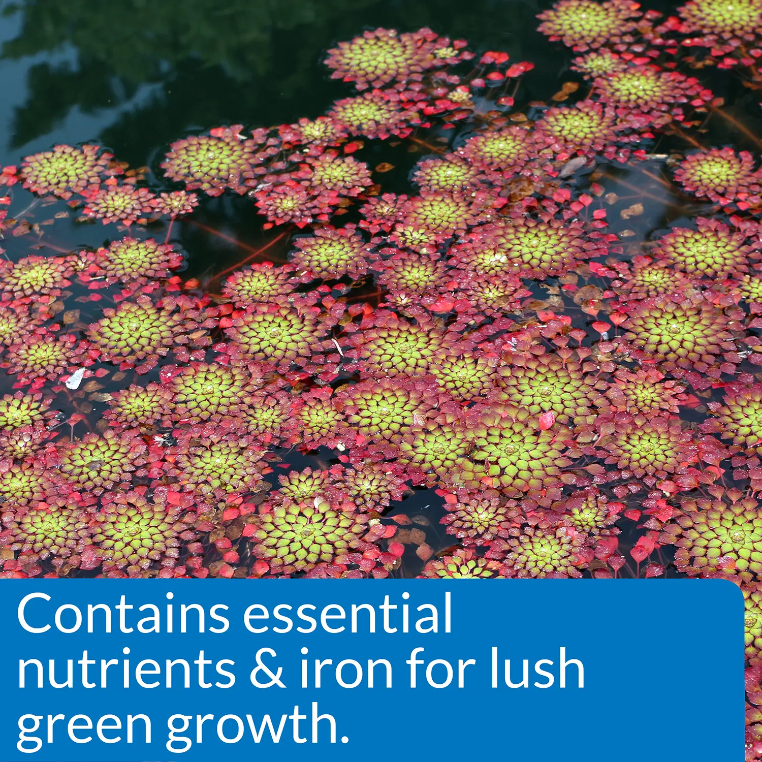API Pond Aquatic Plant Food Tablets 25 Count - Image 4