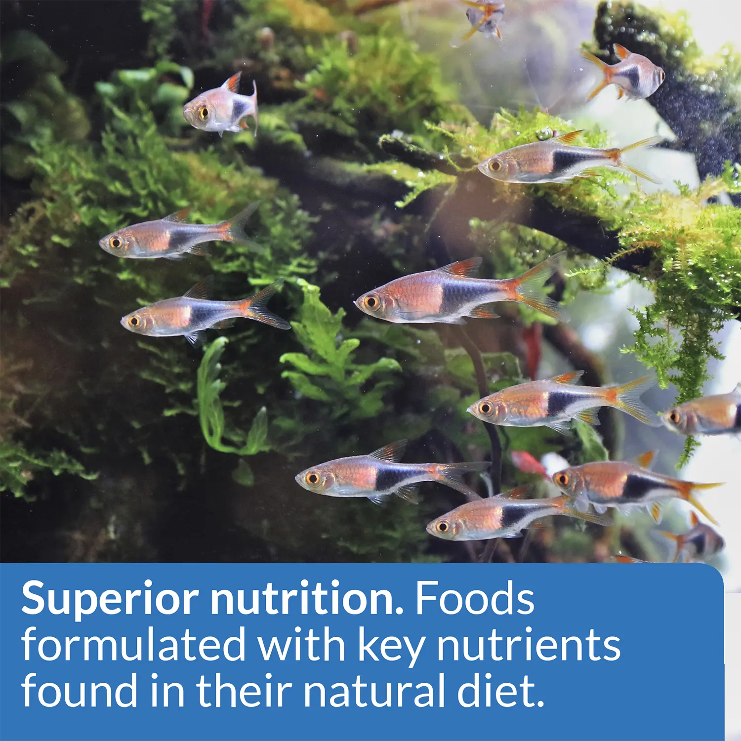 API Tropical Premium Flakes Fish Food 5.7-oz - Image 3