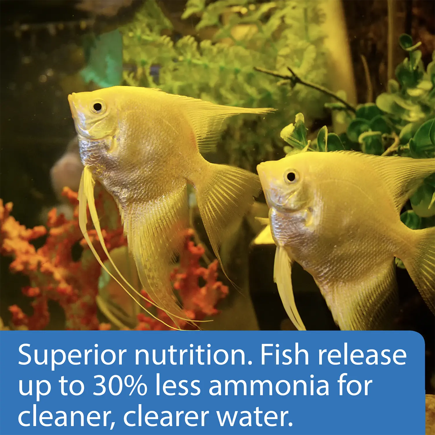 API Tropical Premium Flakes Fish Food 1.1-oz - Image 3