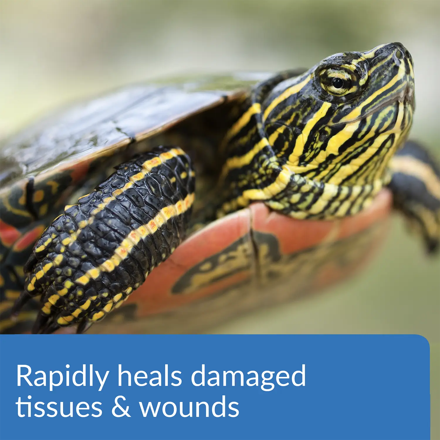 API Turtle Fix Antibacterial Turtle Remedy 8-oz - Image 3