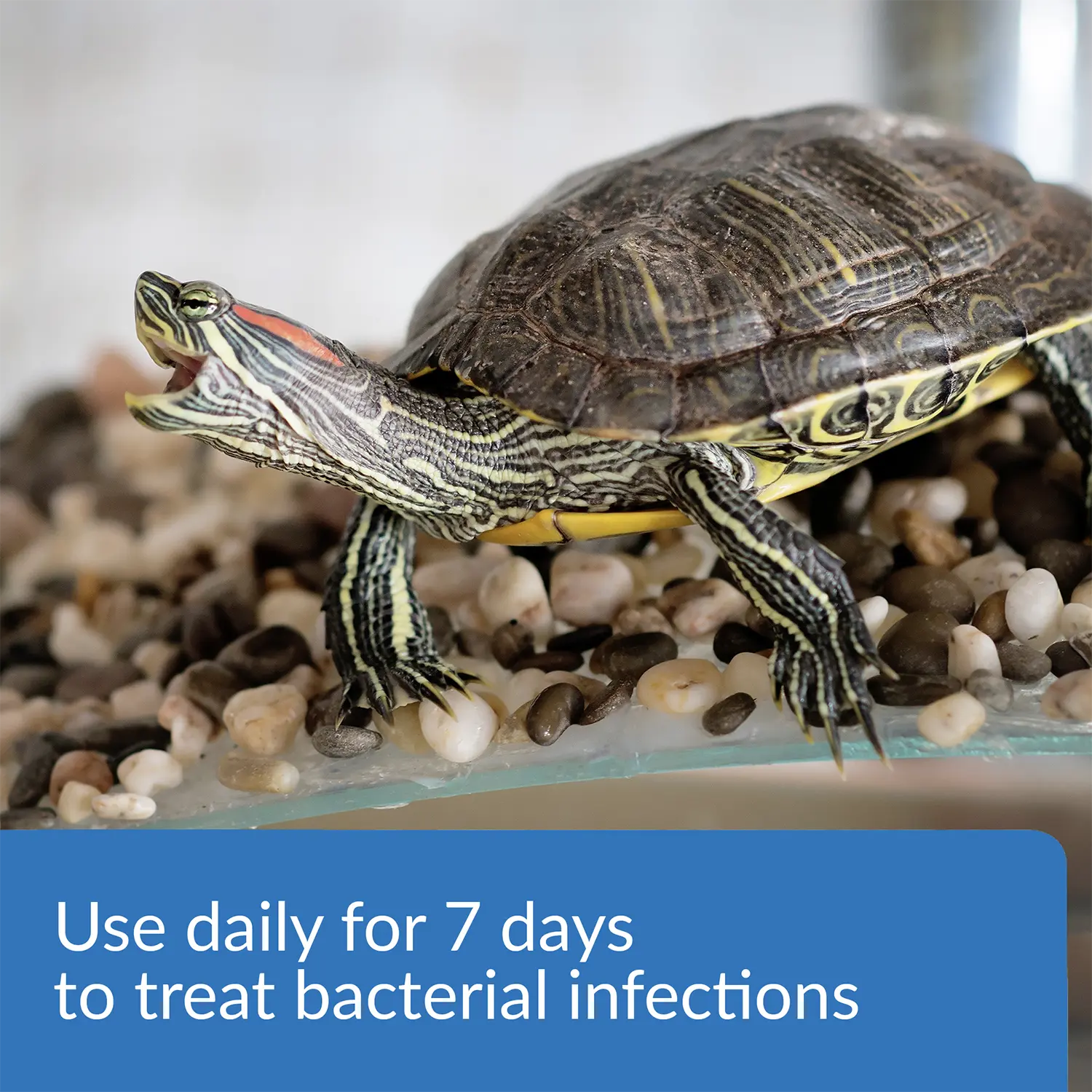 API Turtle Fix Antibacterial Turtle Remedy 8-oz - Image 6