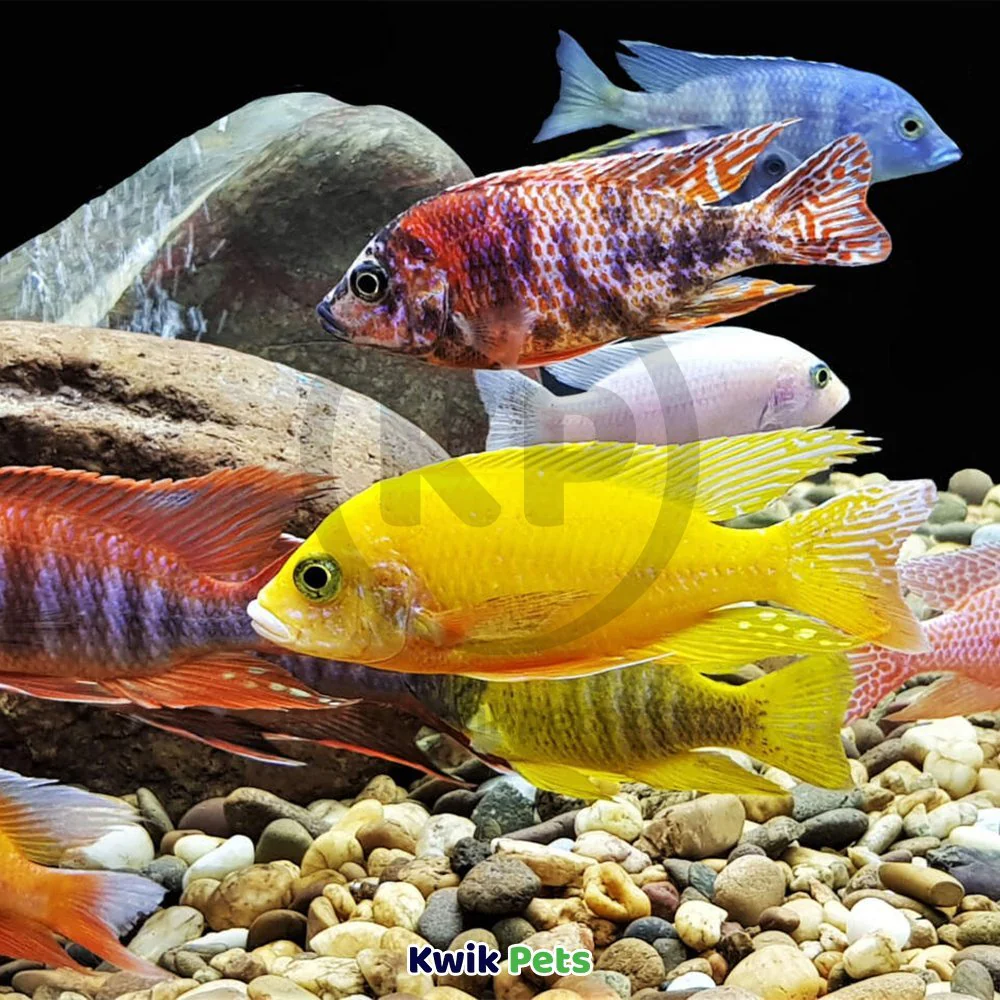Aquatop Aquarium Carbon Cartridge for PF25-UV Hang On UV Power Filter 3 Count - Image 5