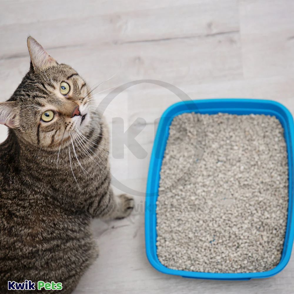 Arm & Hammer Clump & Seal Fresh Home Complete Odor Sealing Cat Litter 14-lb - Image 5