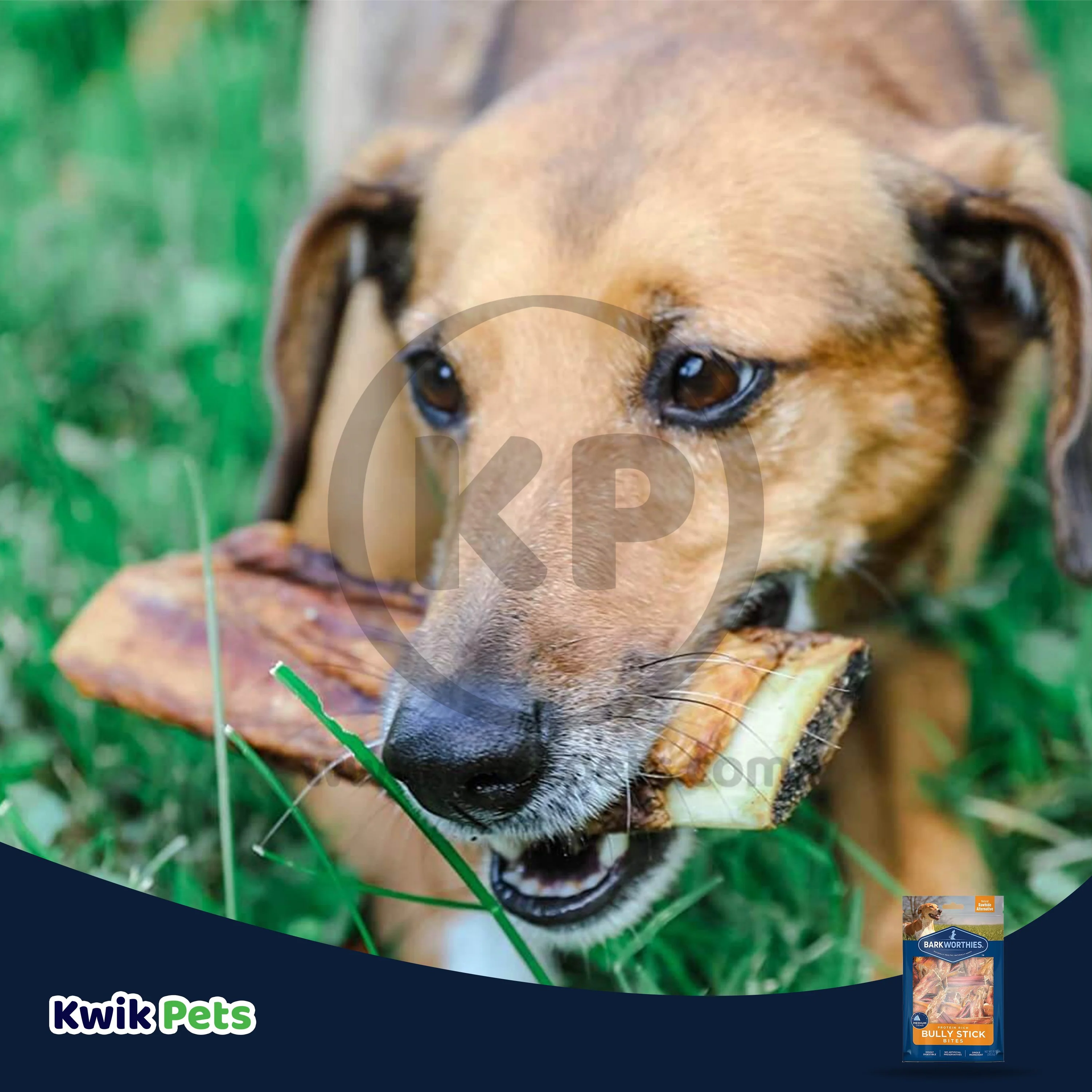 Barkworthies Protein Rich Beef Bully Stick Bites Dog Chews 10-oz - Image 7
