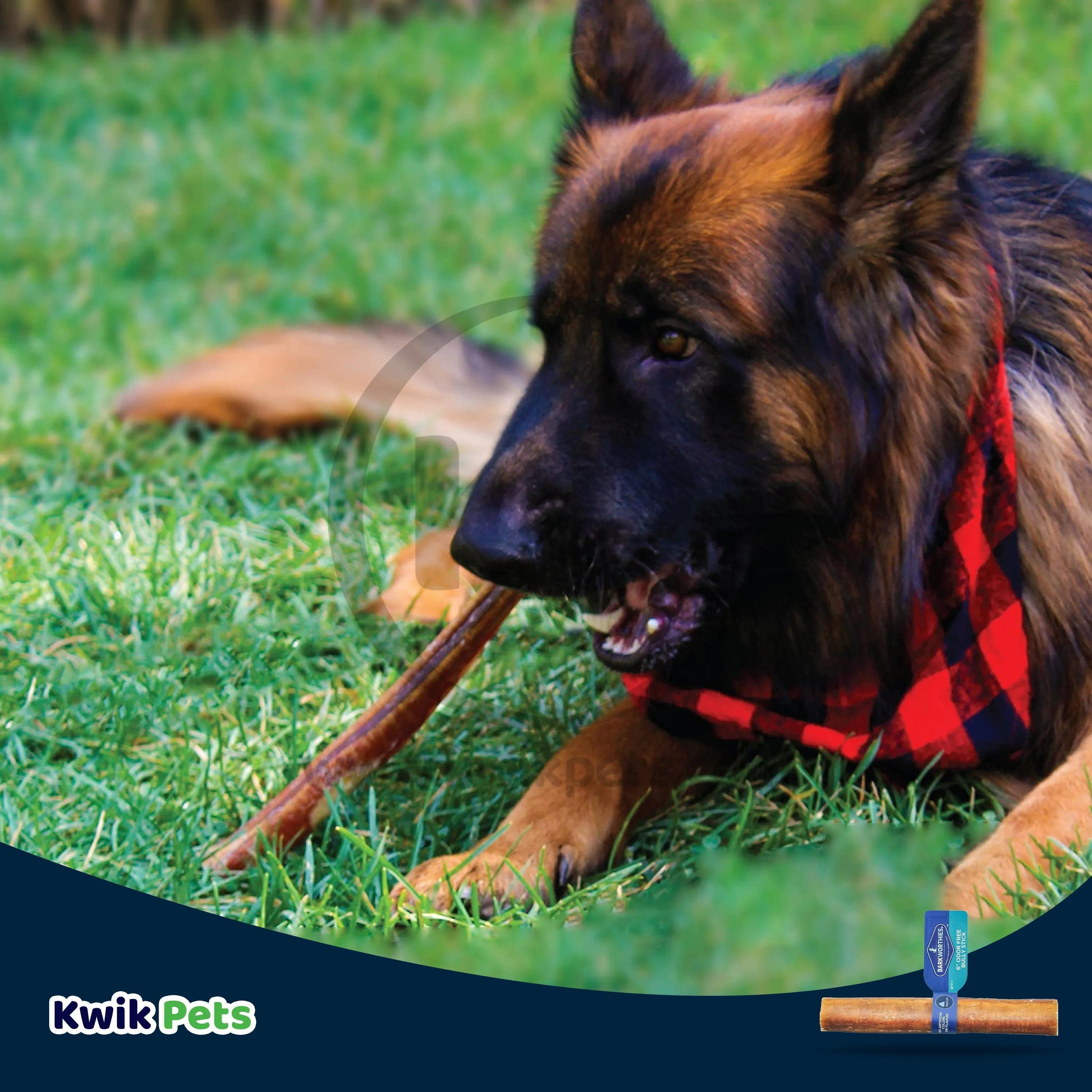 Barkworthies 6" Odor Free Bully Stick Dog Chews - Image 5