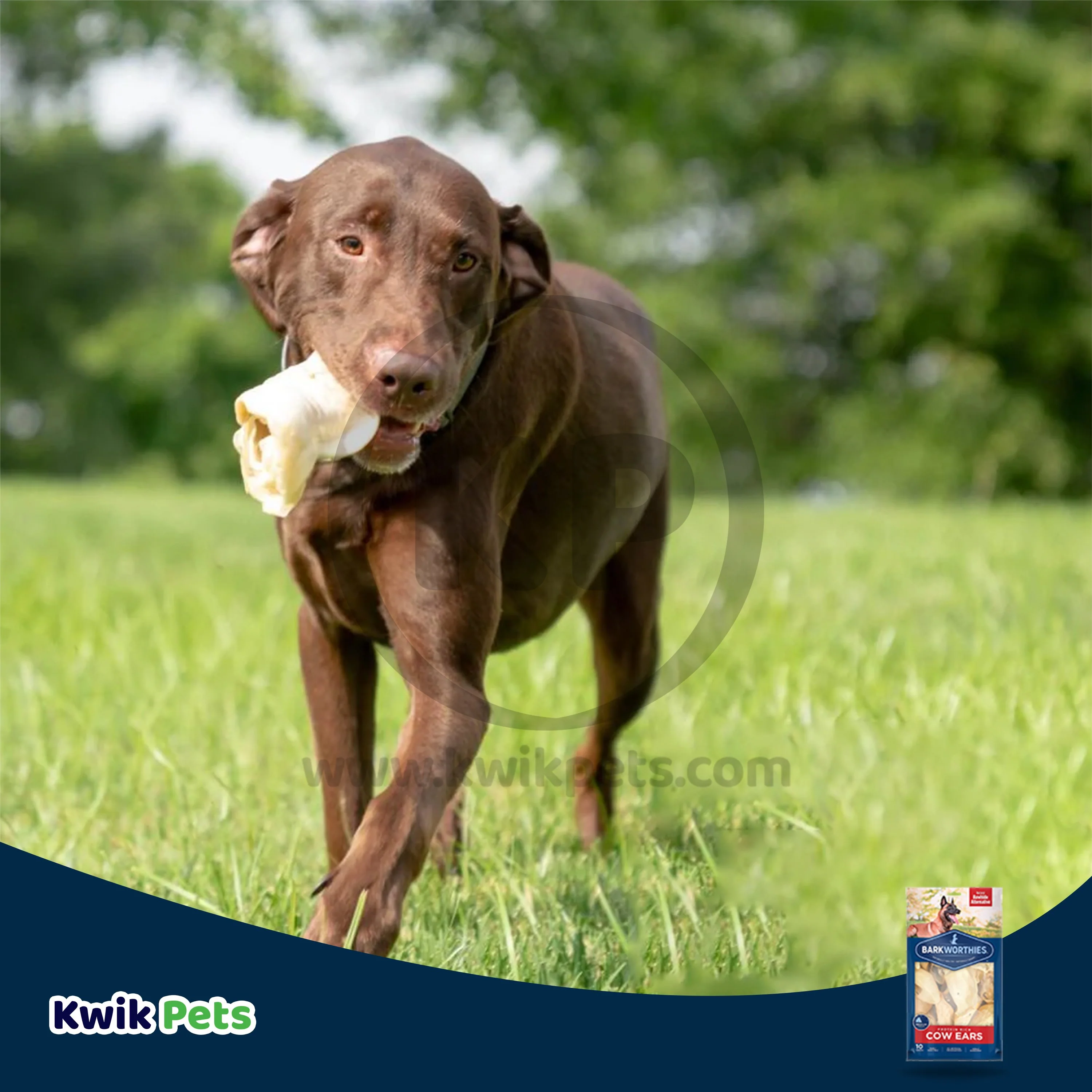 Barkworthies Protein Rich Cow Ears Dog Chews 10 Count - Image 7