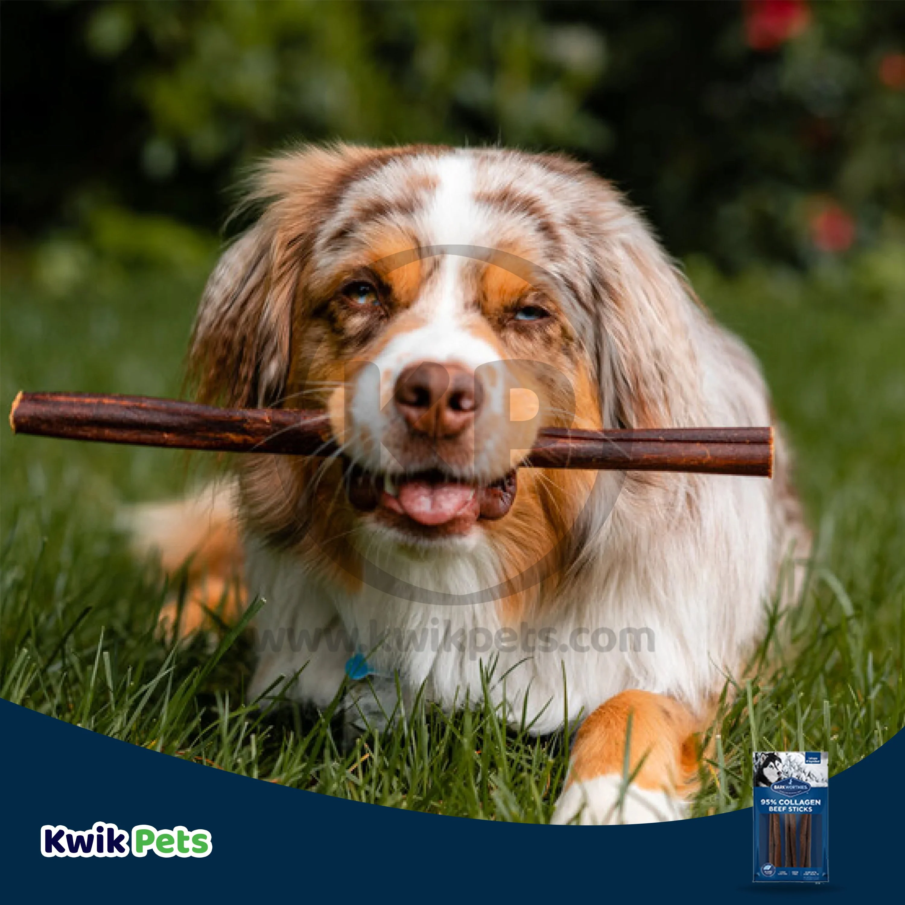 Barkworthies 6" Collagen Odor Free Beef Stick Dog Chew 3 Count 2-oz - Image 7