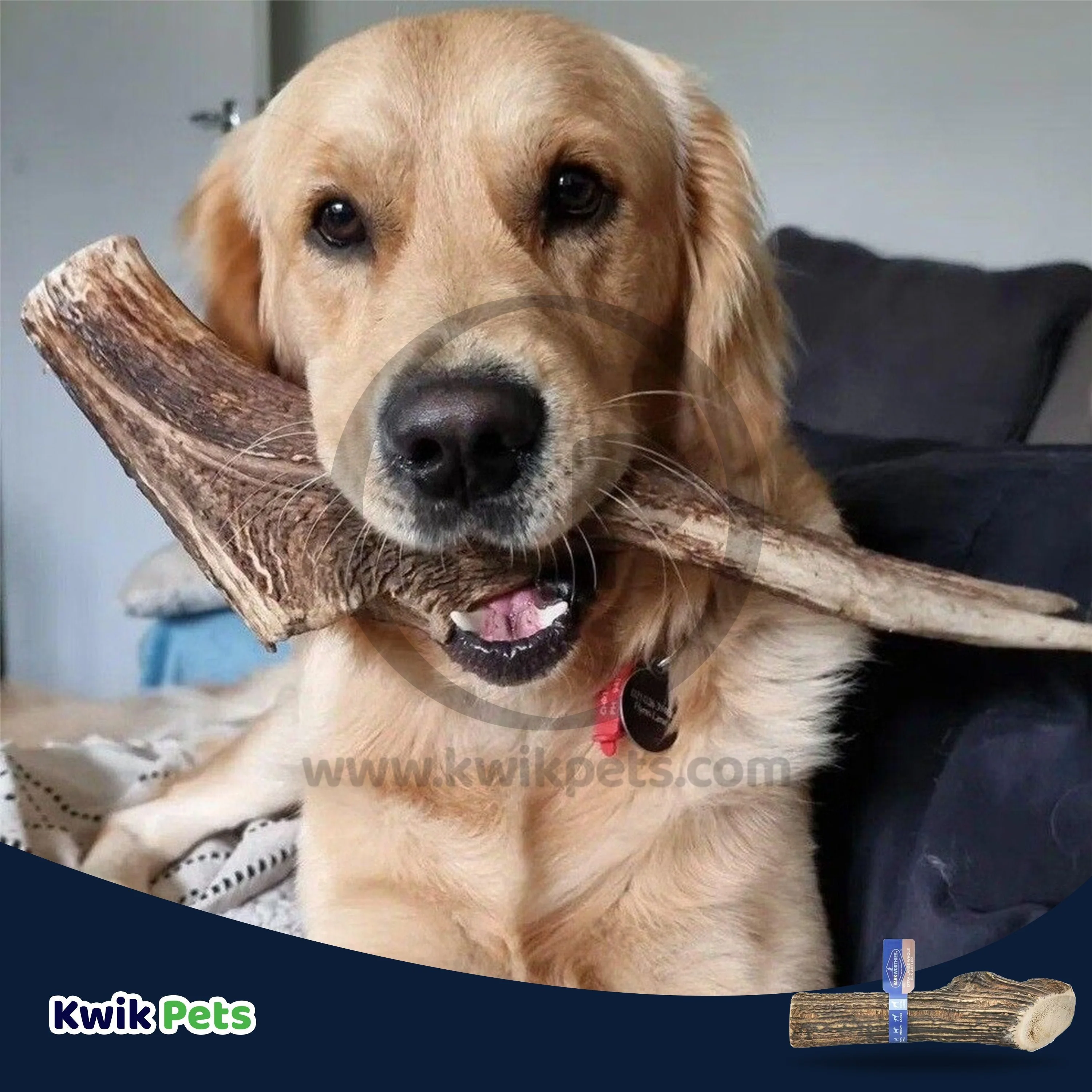 Barkworthies Whole Elk Antler Dog Chew for XL Breed Dogs - Image 6