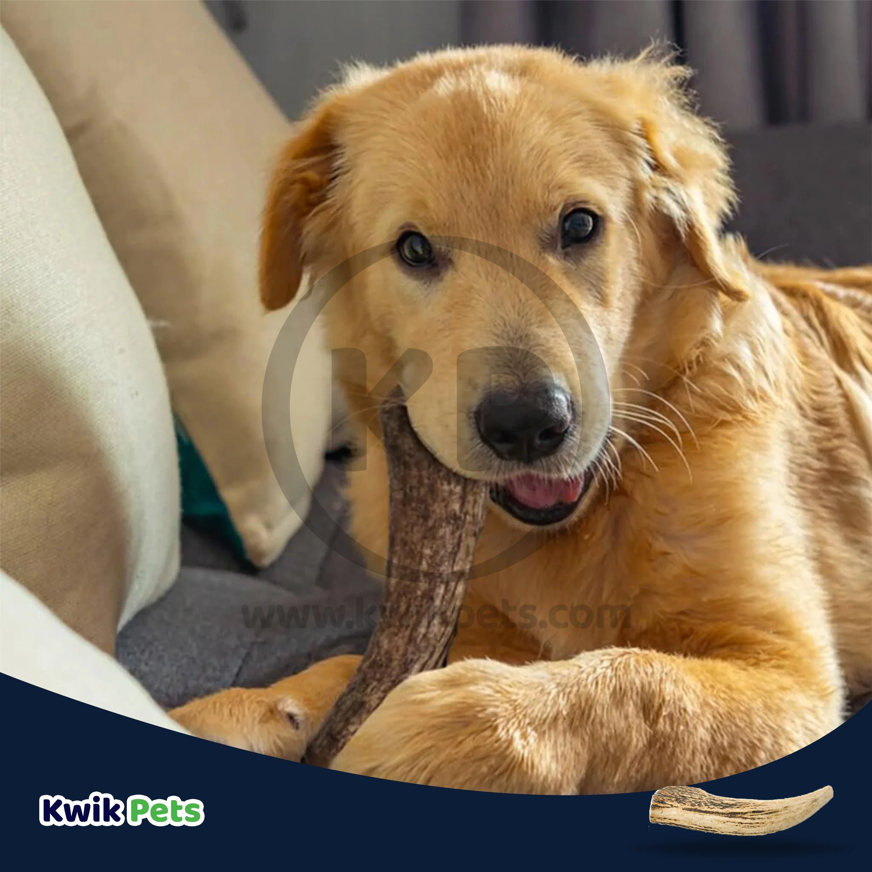 Barkworthies Whole Elk Antler Dog Chew for Large Breed Dogs - Image 6
