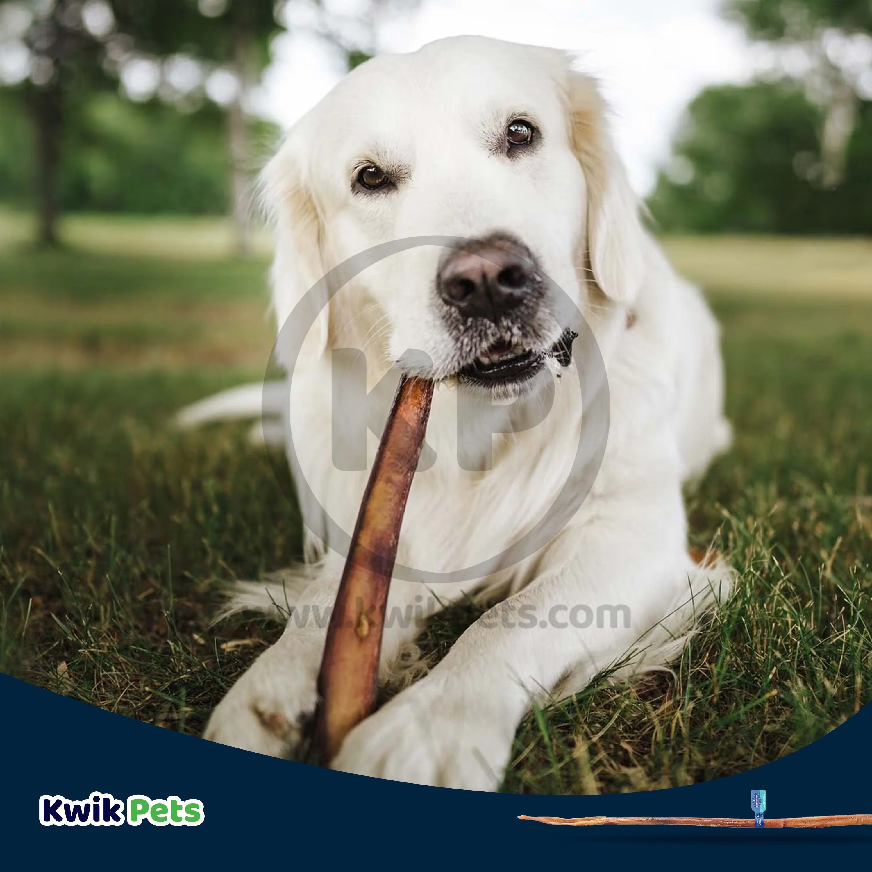 Barkworthies Odor-Free Cane Bully Sticks Dog Treat - Image 6
