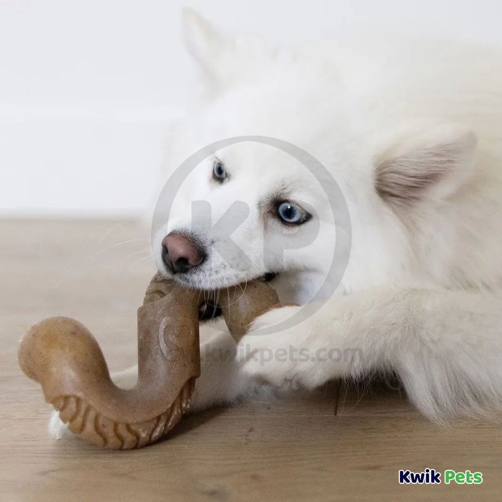 Benebone Beef Tripe Bone Dog Chew Toy Large - Image 6