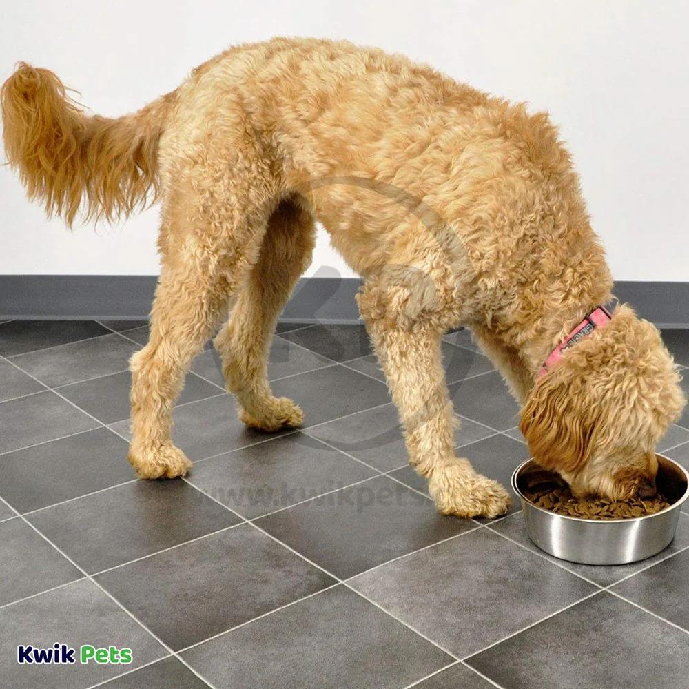 Bergan Heavy Duty Stainless Steel Dog & Cat Bowl 4-Cups Capacity - Image 6