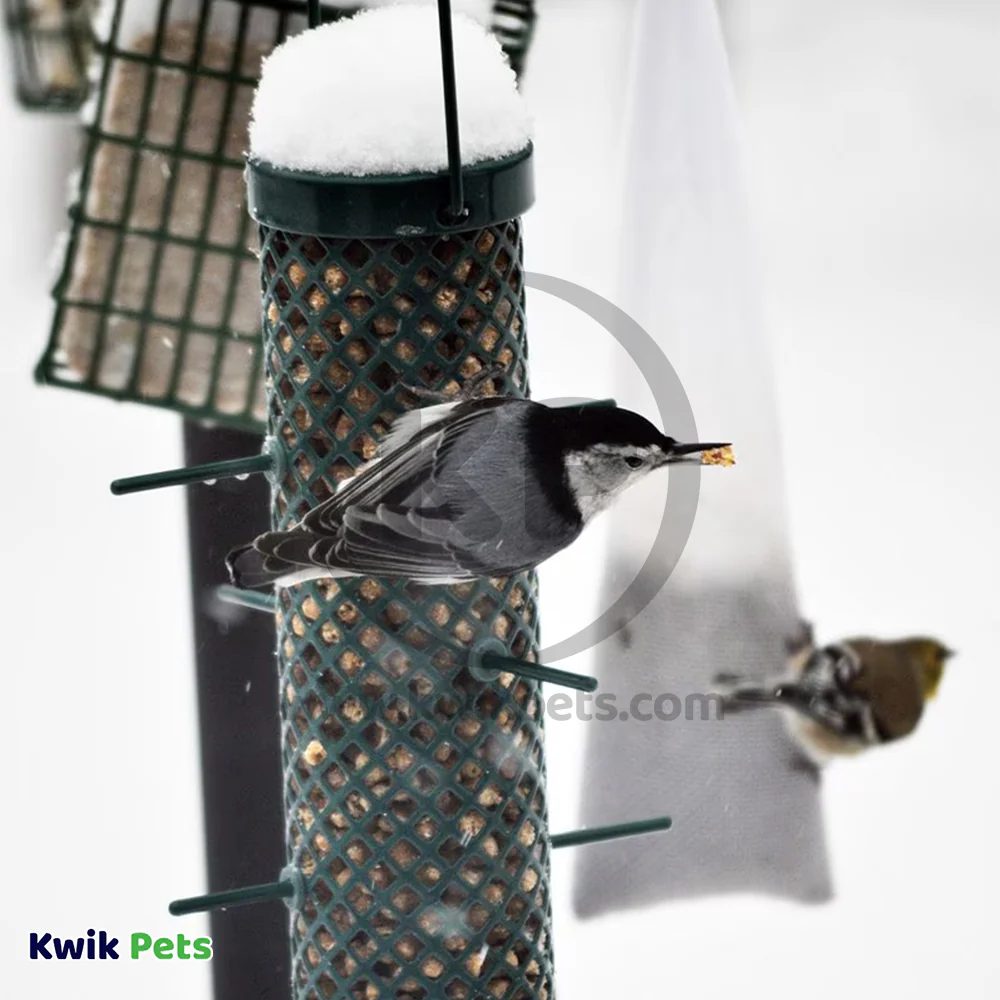 C&S Sunflower Suet Nuggets for Wild Birds 27-oz - Image 7