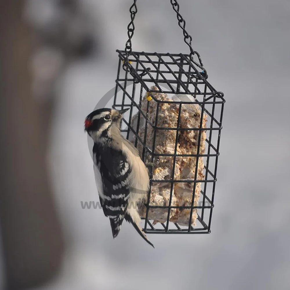 C&S Woodpecker Delight No Melt Suet Dough for Wild Birds 11.75-oz - Image 7