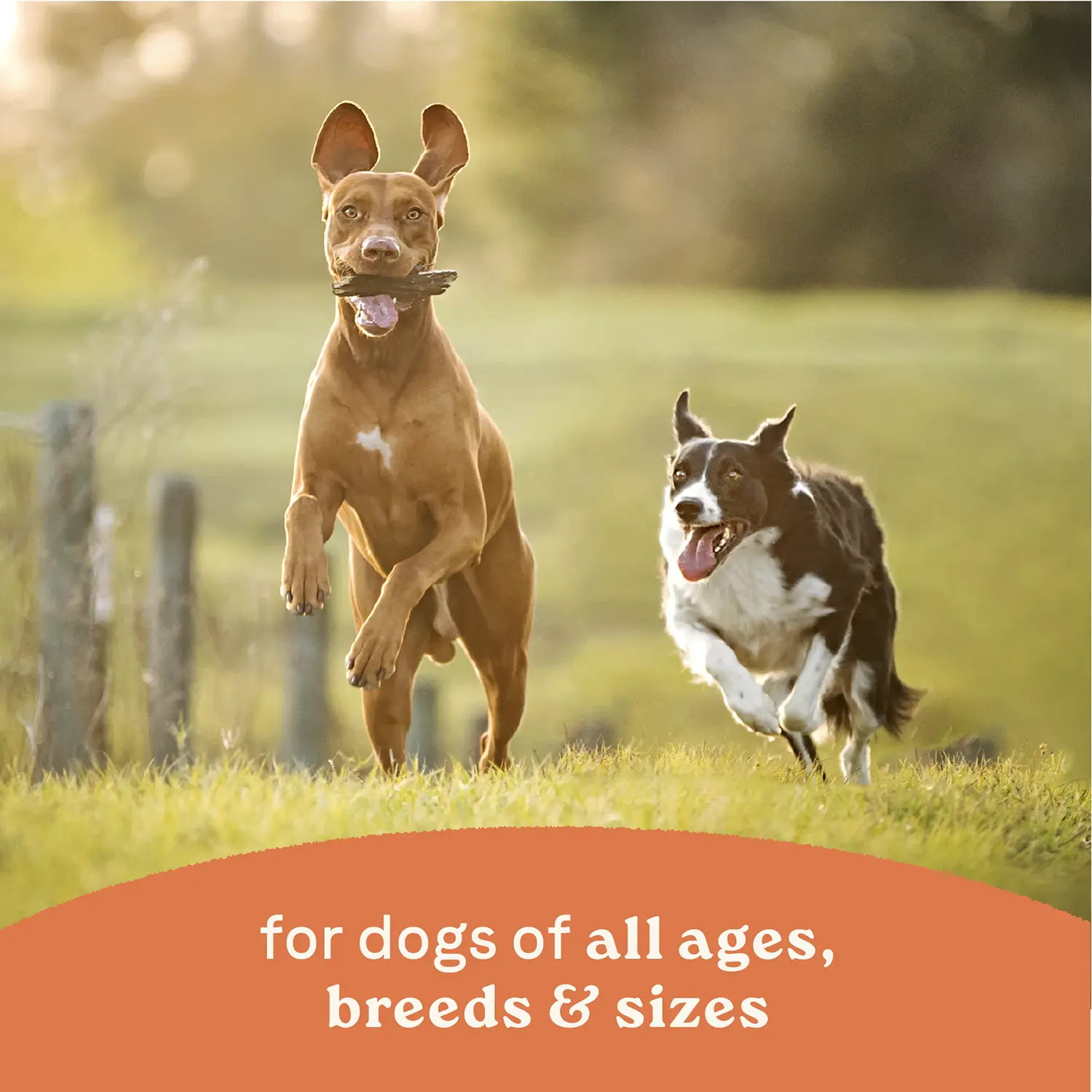CANIDAE All Life Stages Chunky Stew Wet Dog Food Topper Chicken & Vegetable 12.7-oz - Image 8