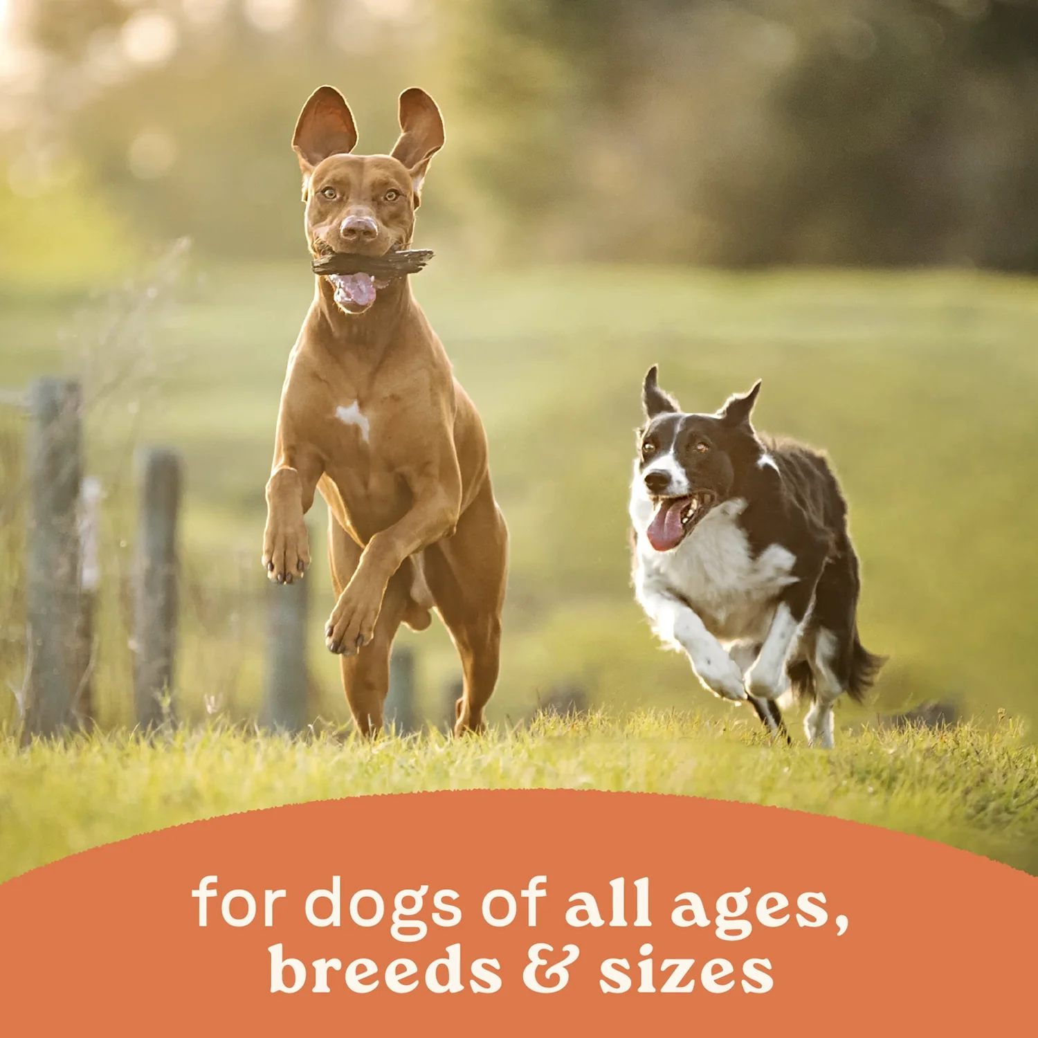 CANIDAE All Life Stages Canned Dog Food Chicken & Rice 13-oz - Image 8