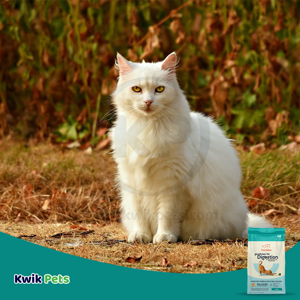 CANIDAE PURE Goodness for Digestion Adult Dry Cat Food Real Chicken 10-lb - Image 7