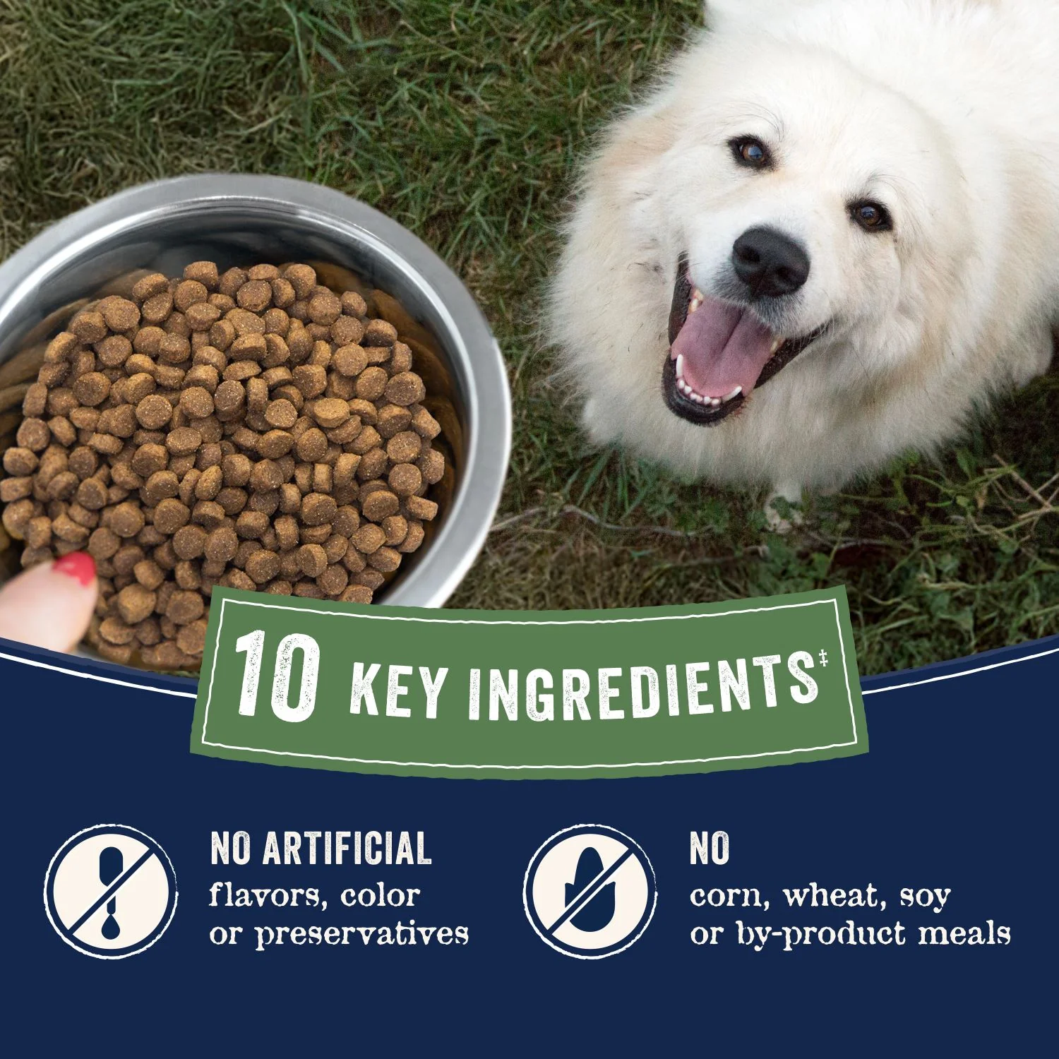 CANIDAE PURE Goodness Grain-Free Adult Dry Dog Food Real Lamb & Sweet Potato 22-lb - Image 5