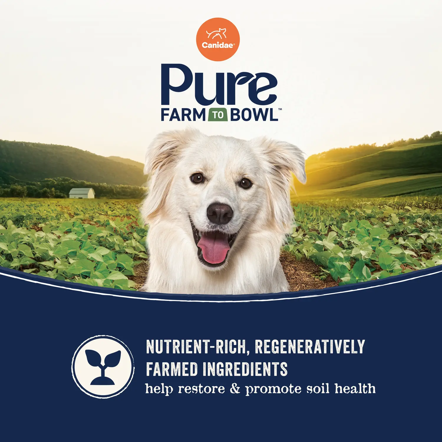 CANIDAE PURE Goodness Grain-Free Adult Dry Dog Food Real Salmon & Sweet Potato 4-lb - Image 4
