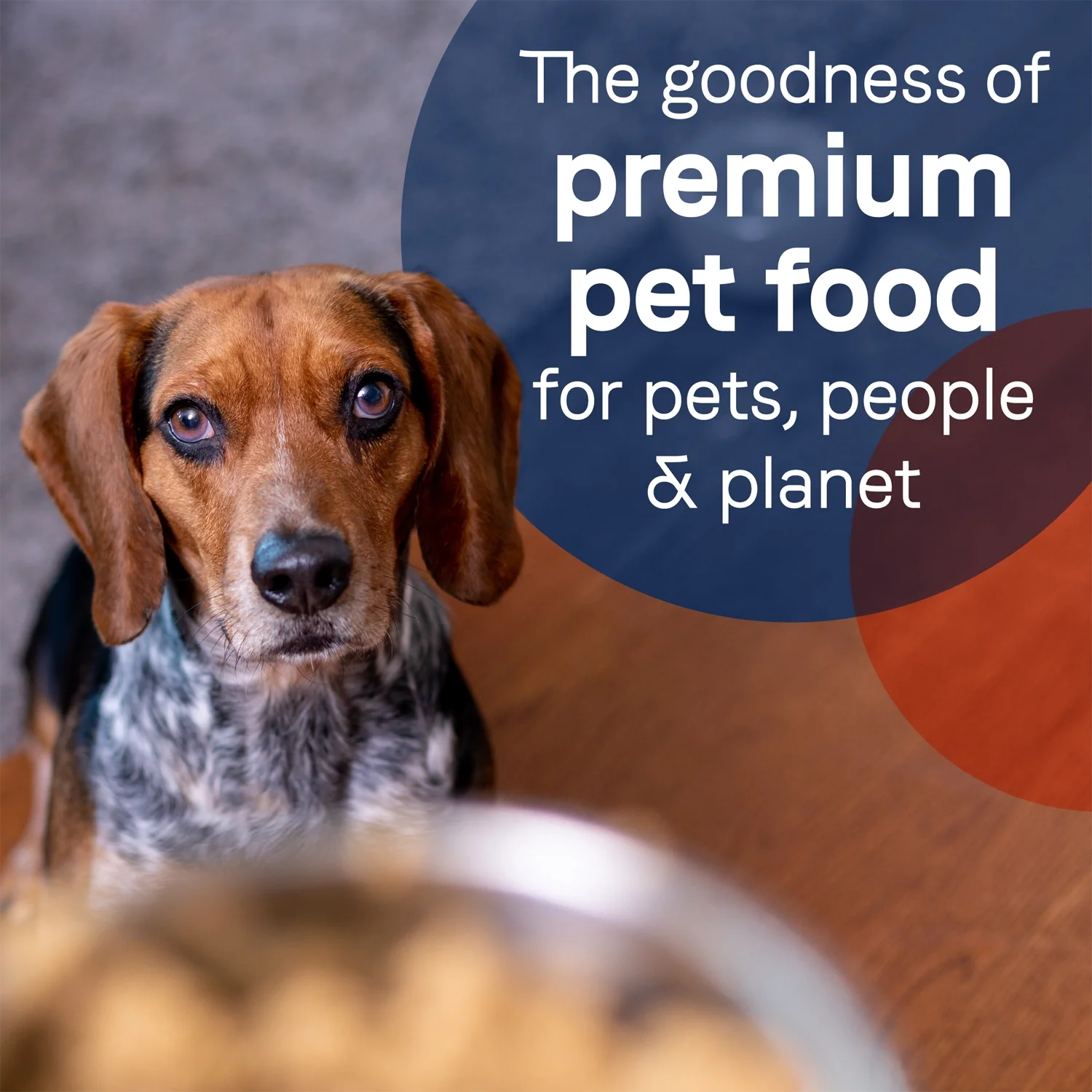 CANIDAE PURE Grain-Free Limited Ingredient Canned Dog Food Salmon & Sweet Potato 13-oz - Image 3