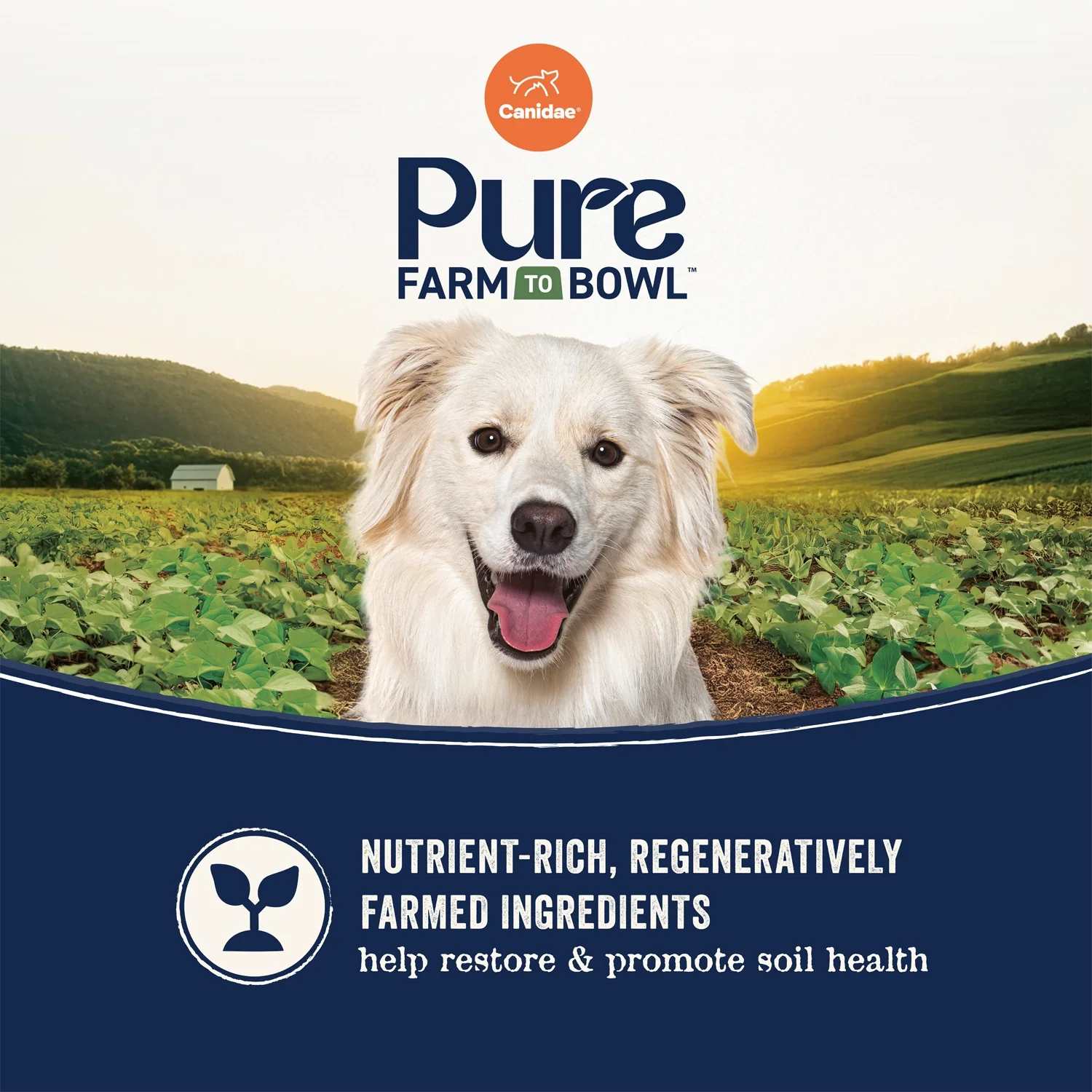 CANIDAE PURE Goodness Wholesome Grains Adult Dry Dog Food Real Angus Beef & Barley 22-lb - Image 4