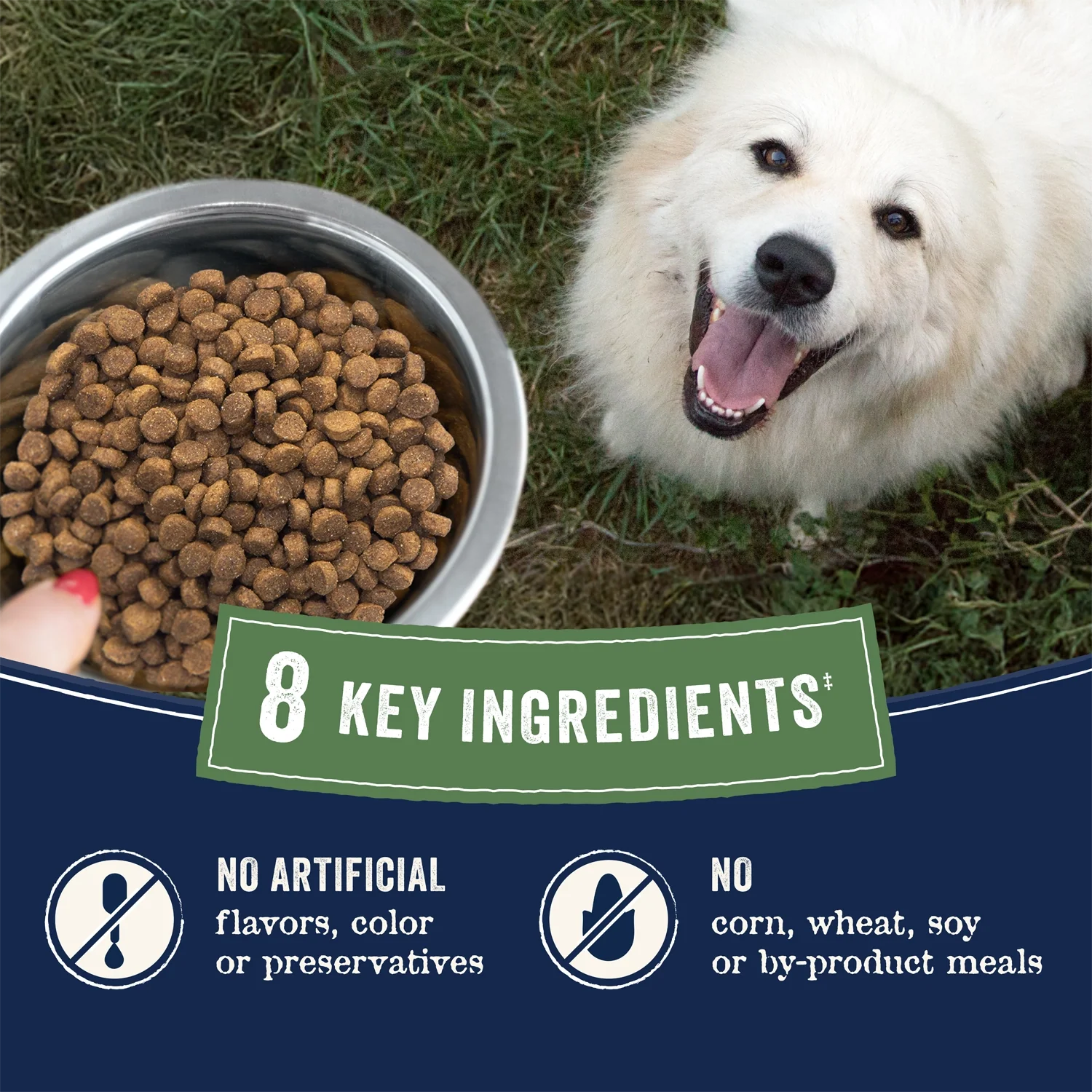 CANIDAE PURE Goodness Wholesome Grains Adult Dry Dog Food Real Angus Beef & Barley 22-lb - Image 5